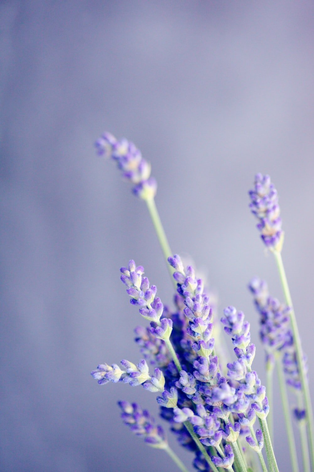 Lavender Phone Wallpapers - Wallpaper Cave