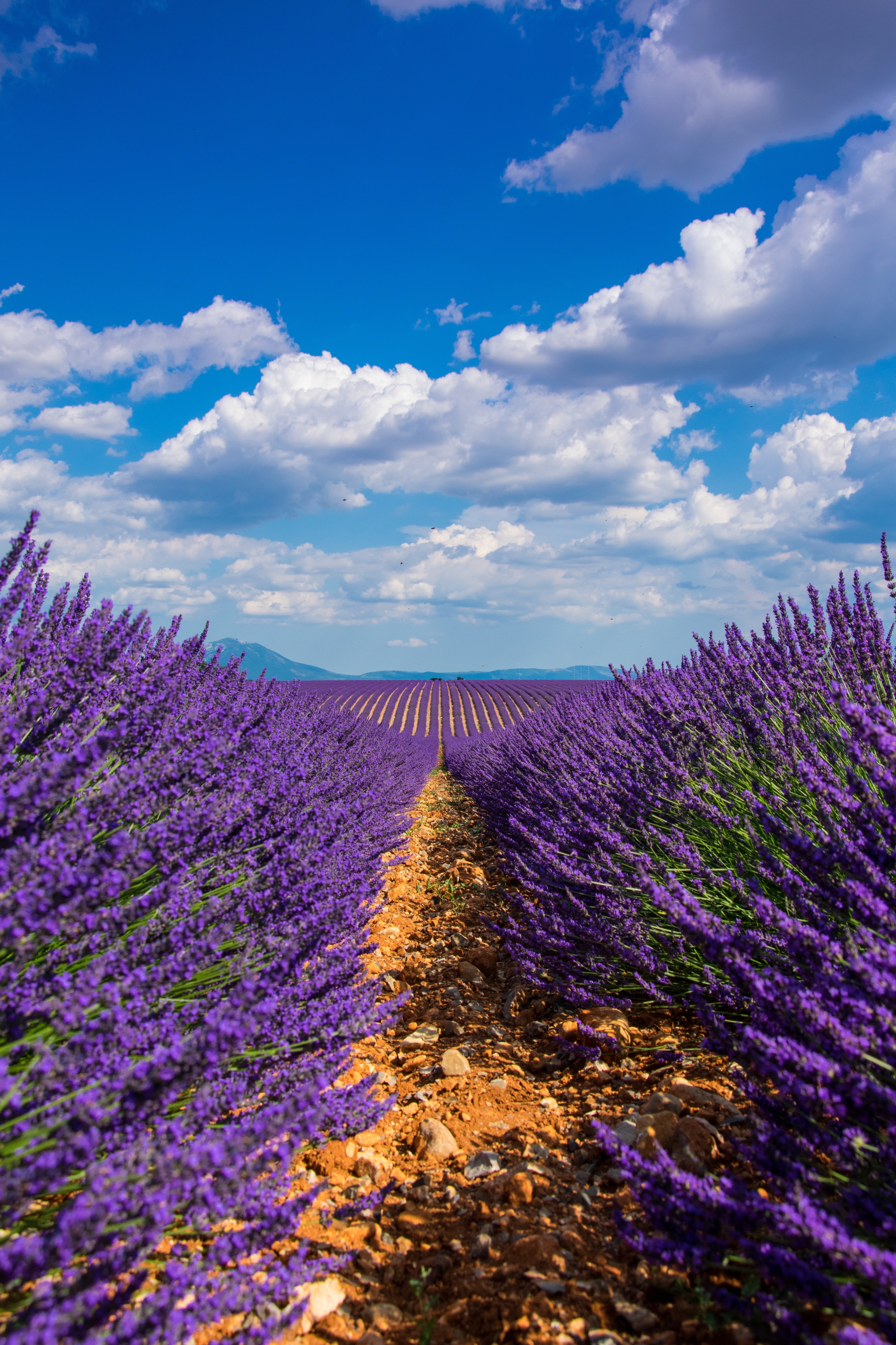 Download Lavender wallpaper for mobile phone, free Lavender HD picture
