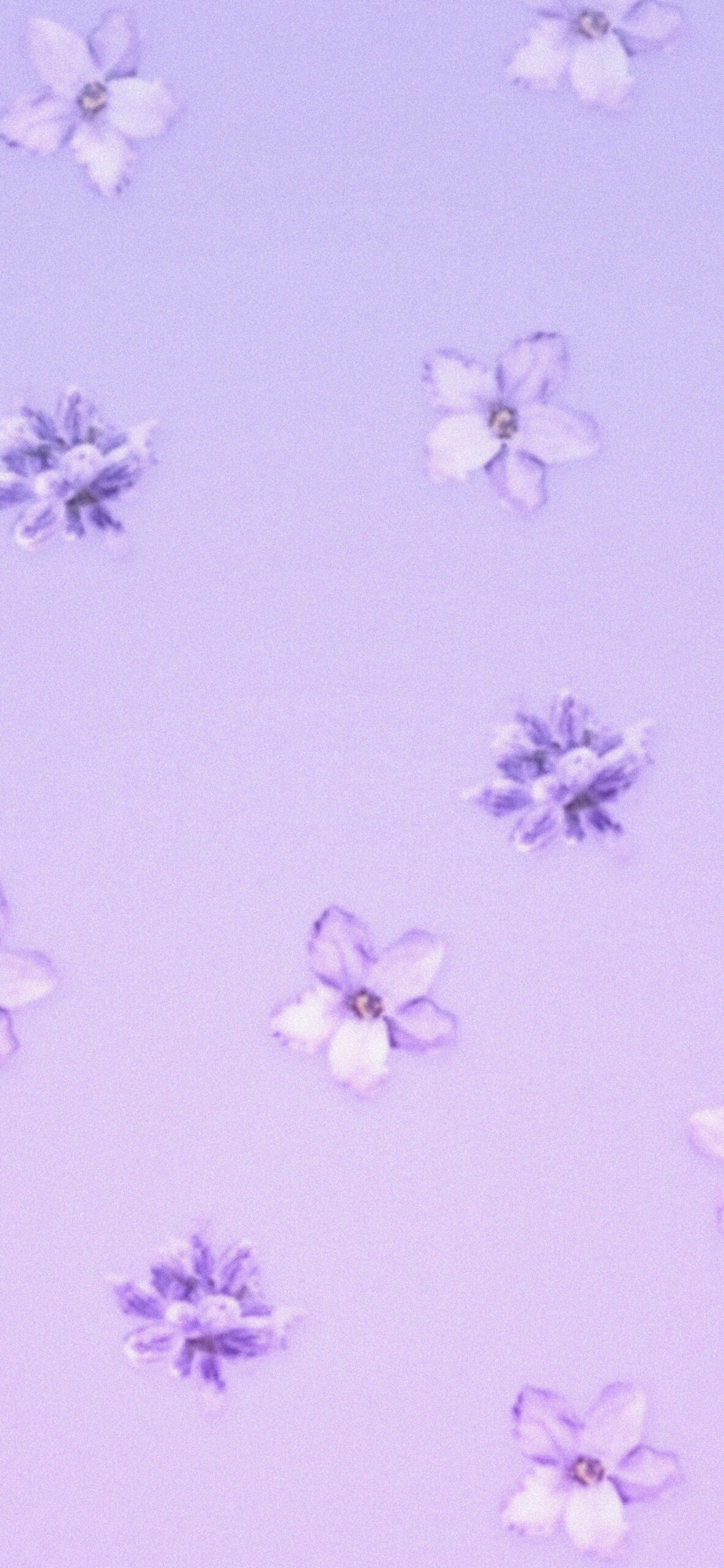 17 Lavender iPhone Wallpapers  Wallpaperboat