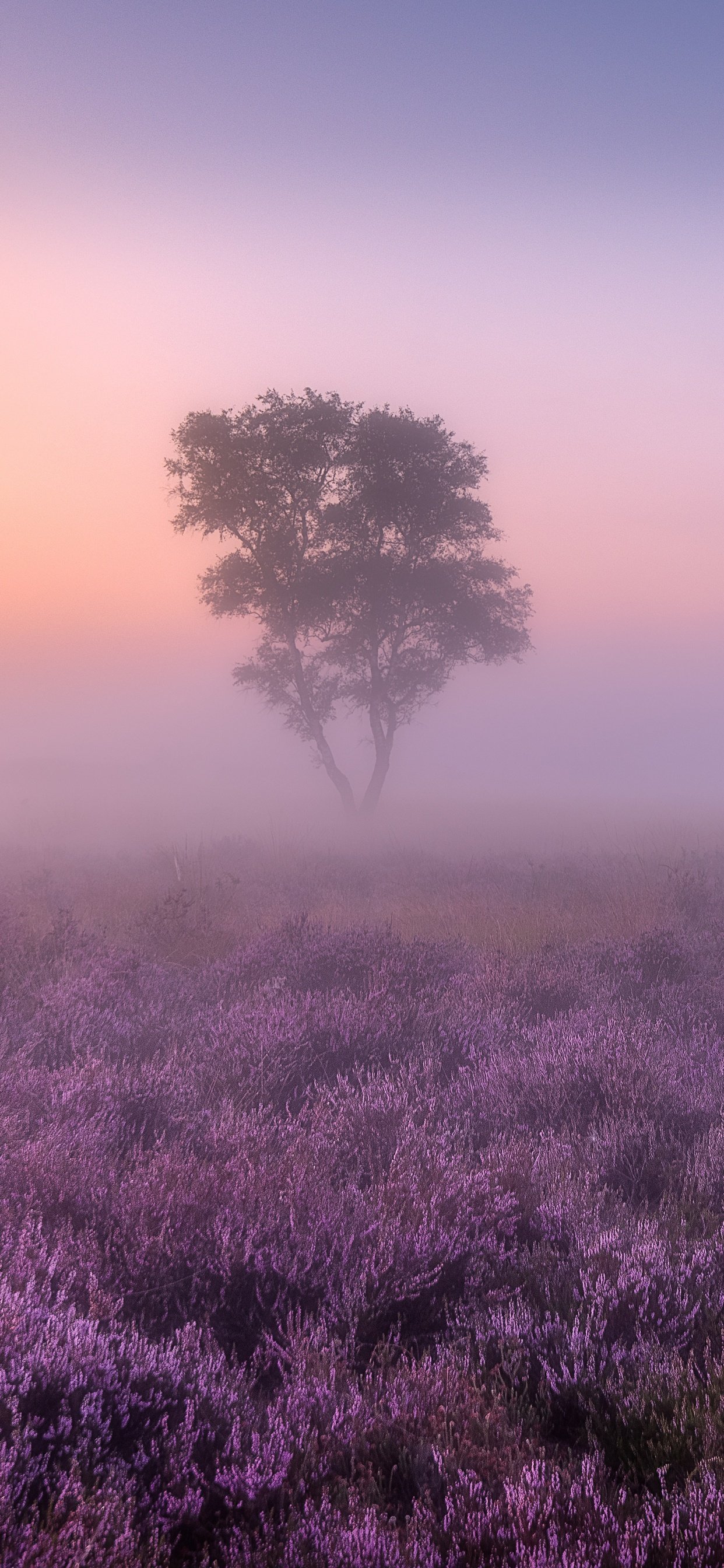 Lavender fields Wallpaper 4K, Purple, Foggy, Nature