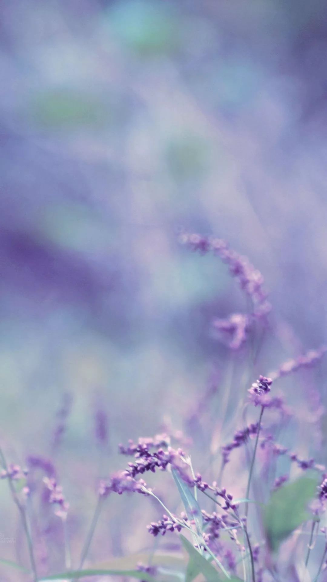 Lavender Phone Wallpapers - Wallpaper Cave