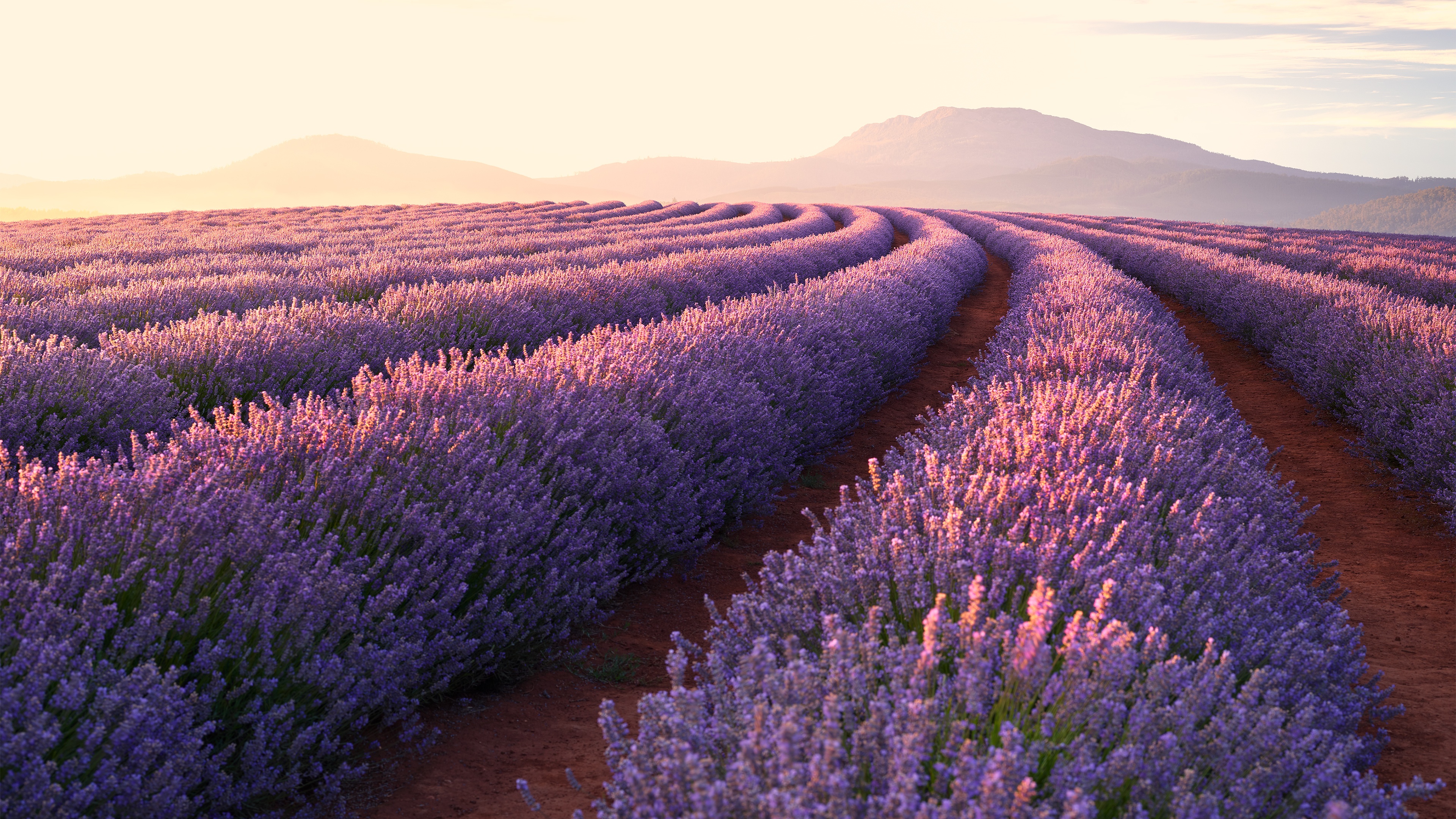 Wallpaper 4K, Lavender flowers, Sunrise