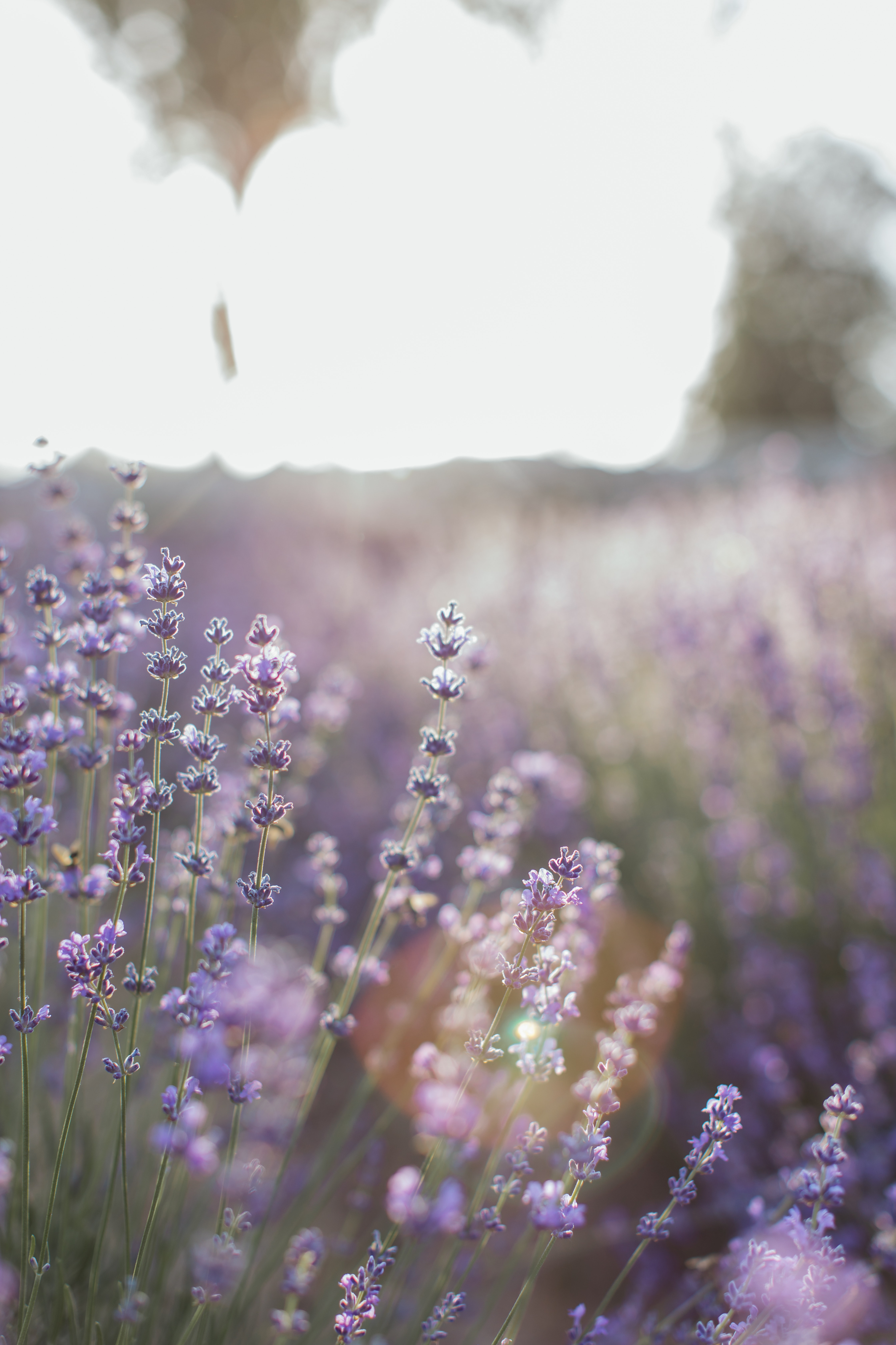 Lavender Phone Wallpapers - Wallpaper Cave