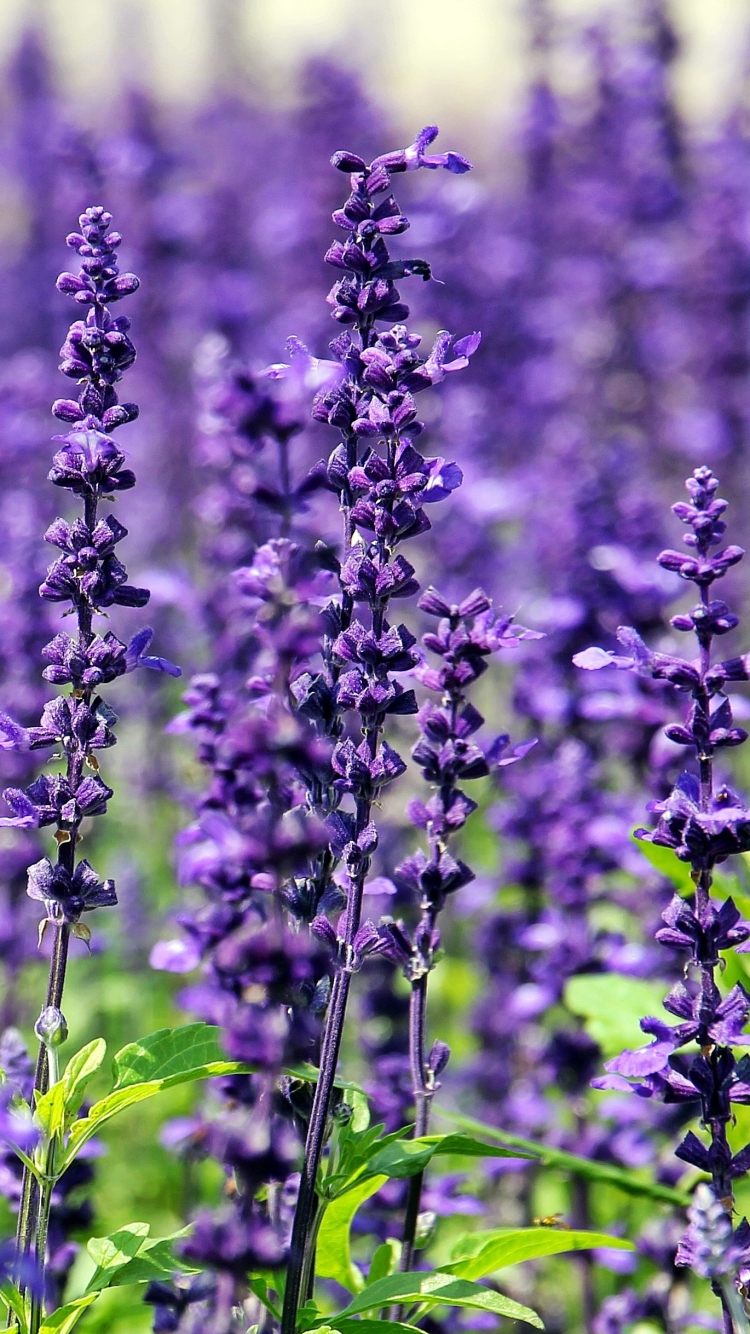 Lavender Phone Wallpaper