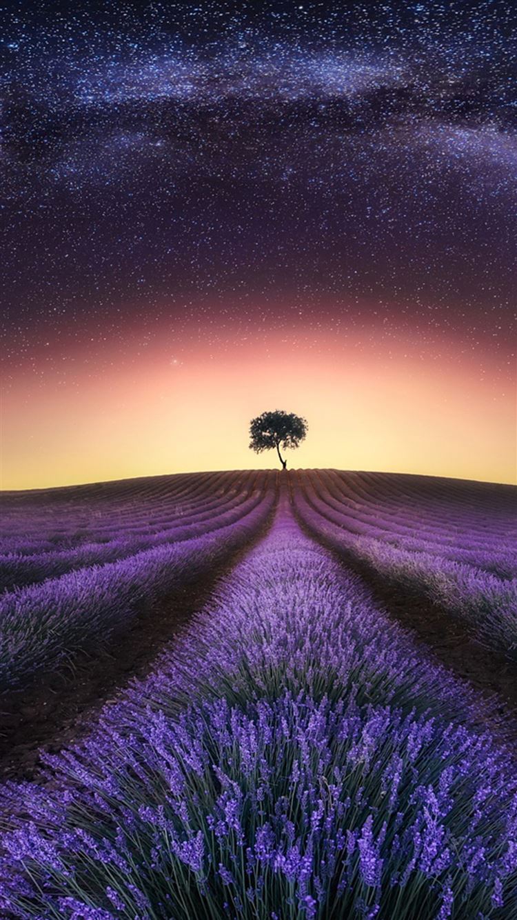 Lavender At Night iPhone 8 Wallpaper Free Download