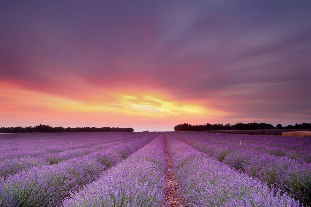 Lavender Farm Wallpapers - Wallpaper Cave