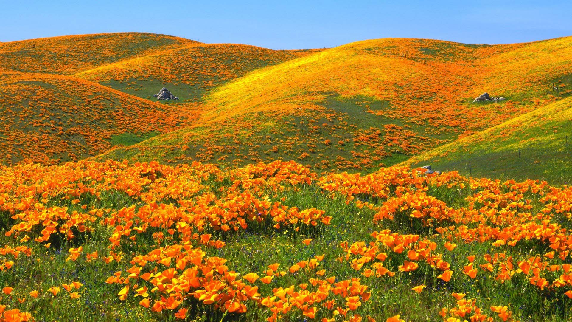 Spring Landscape Hills With Yellow Color Of Poppies