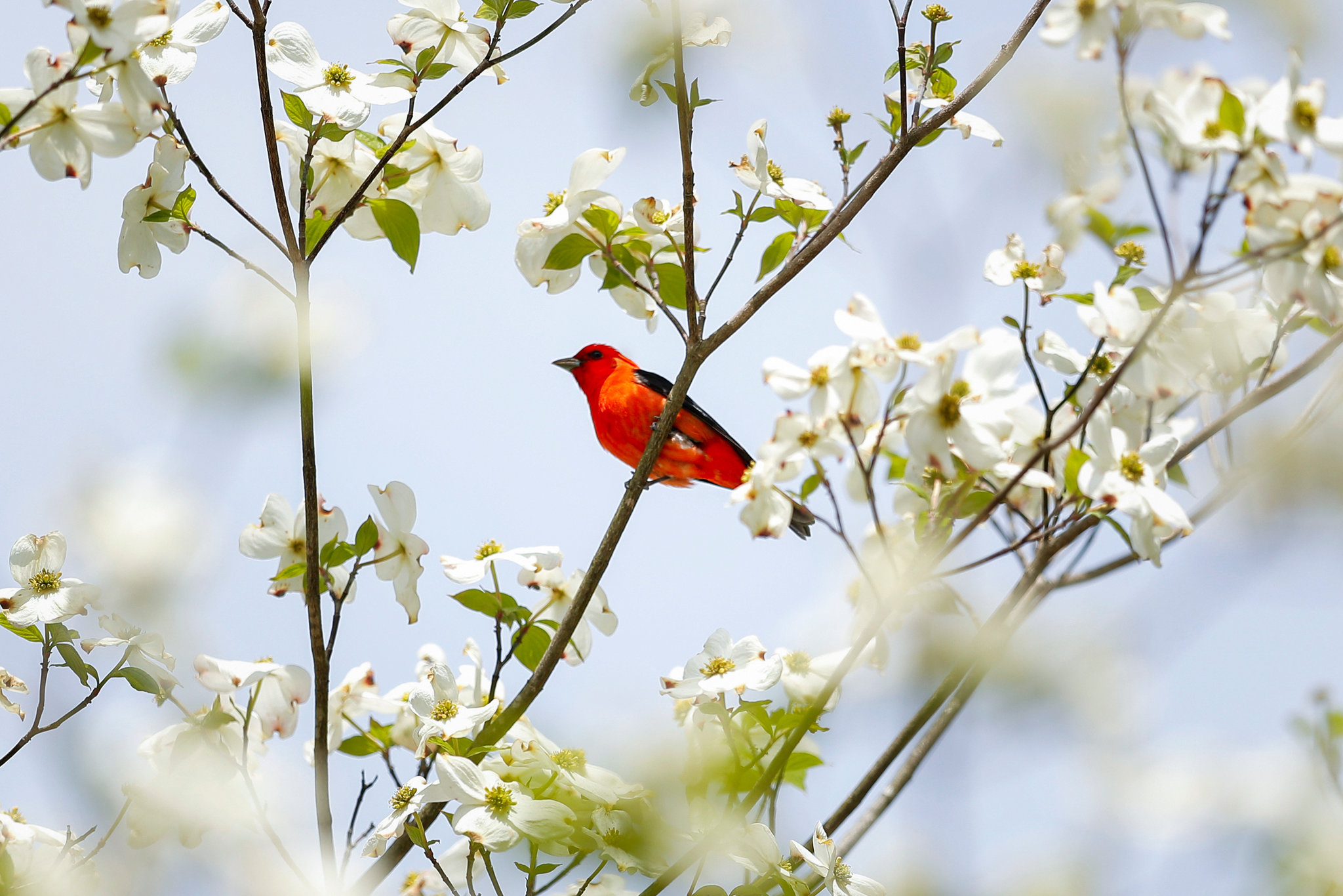 The Birds Are Not on Lockdown, and More People Are Watching Them