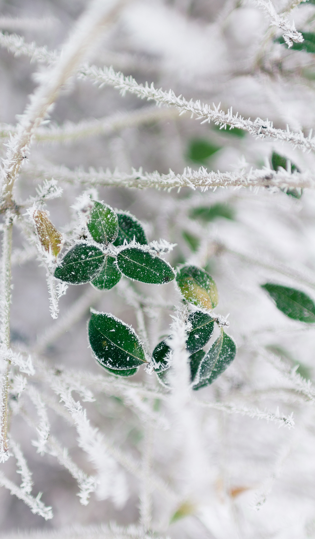 Aesthetic Winter Phone Wallpaper