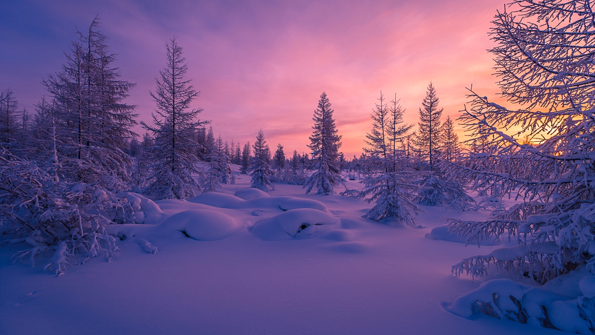 pink, sky, forests, snow, sunsets, nature, winter Gallery HD Wallpaper