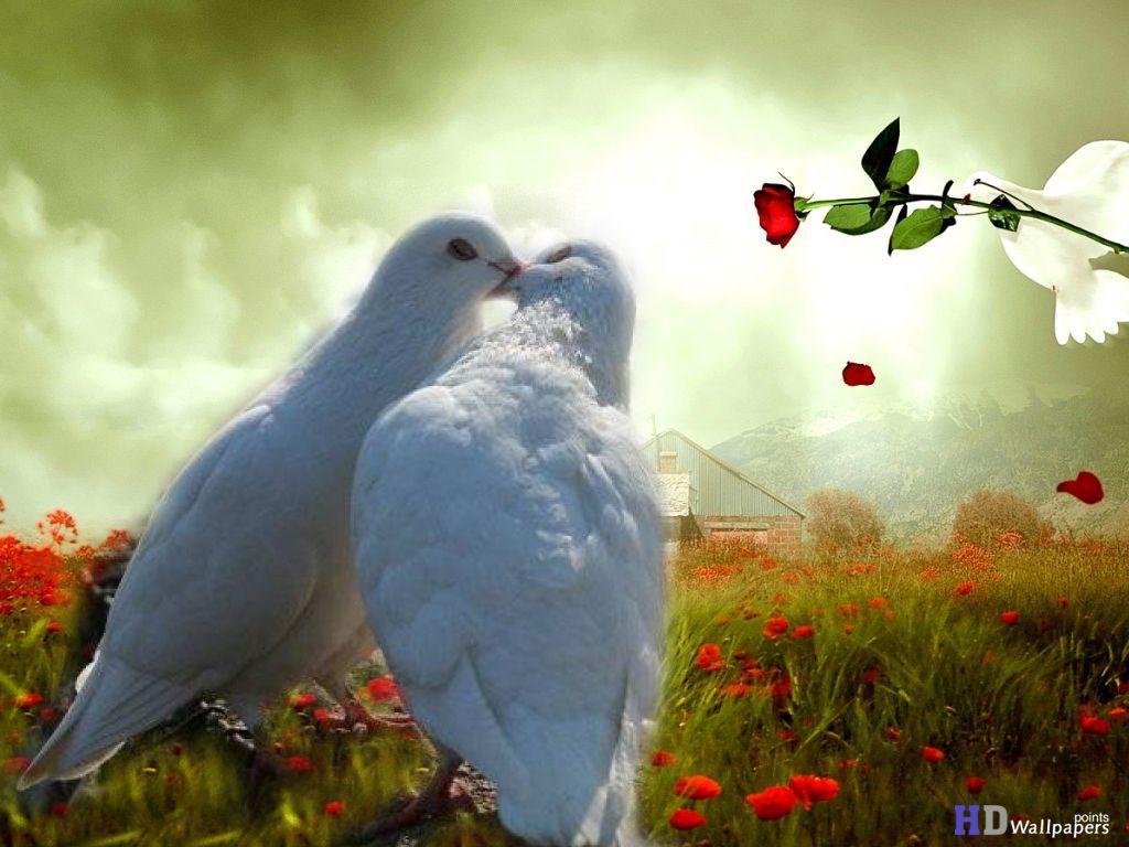 Love Doves Wallpaper
