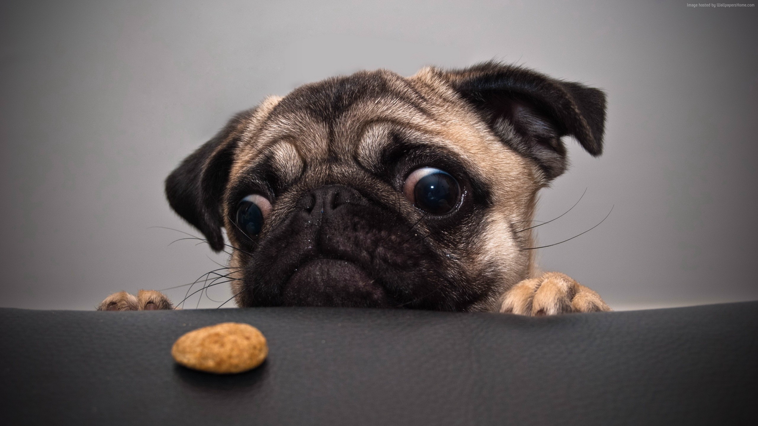 cute animals, funny, bulldog Gallery HD Wallpaper