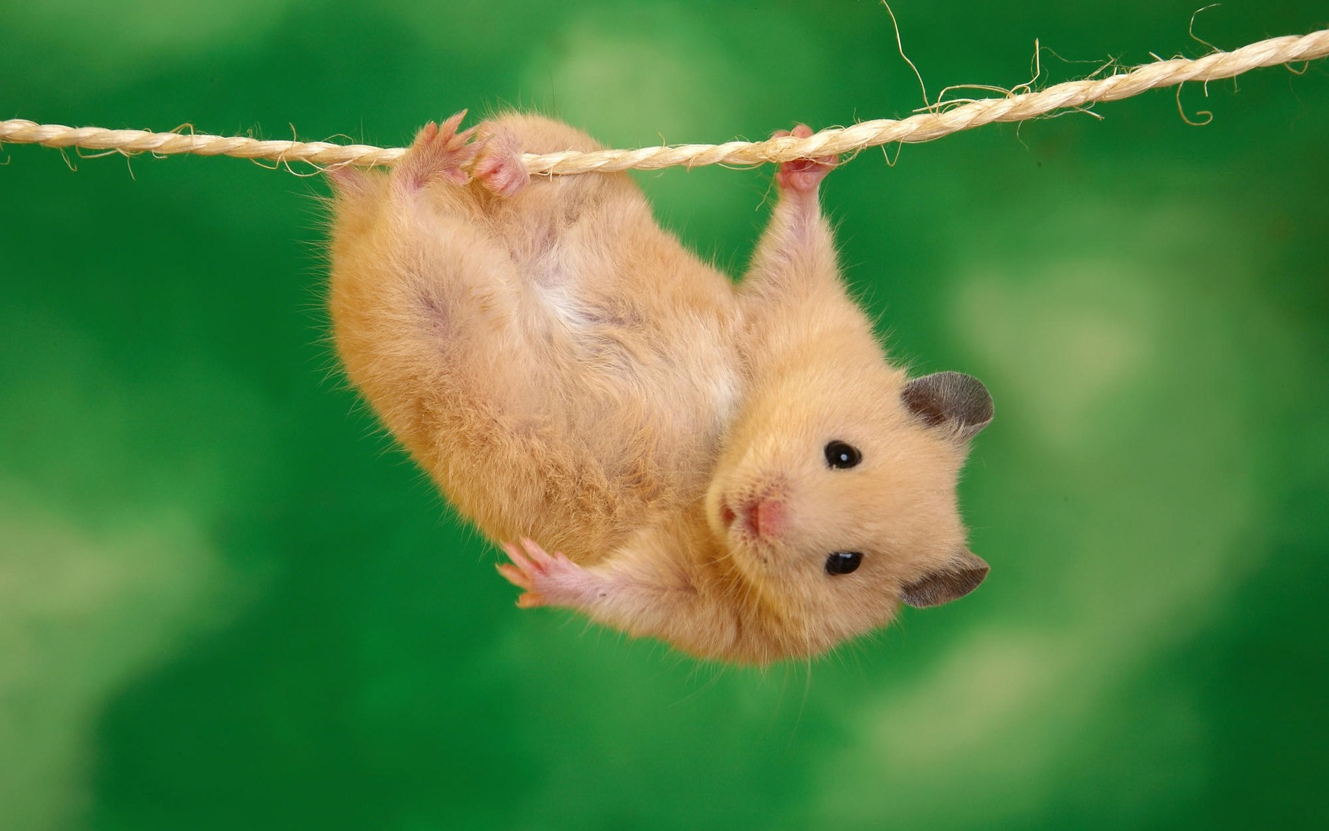 Funny Animal Background