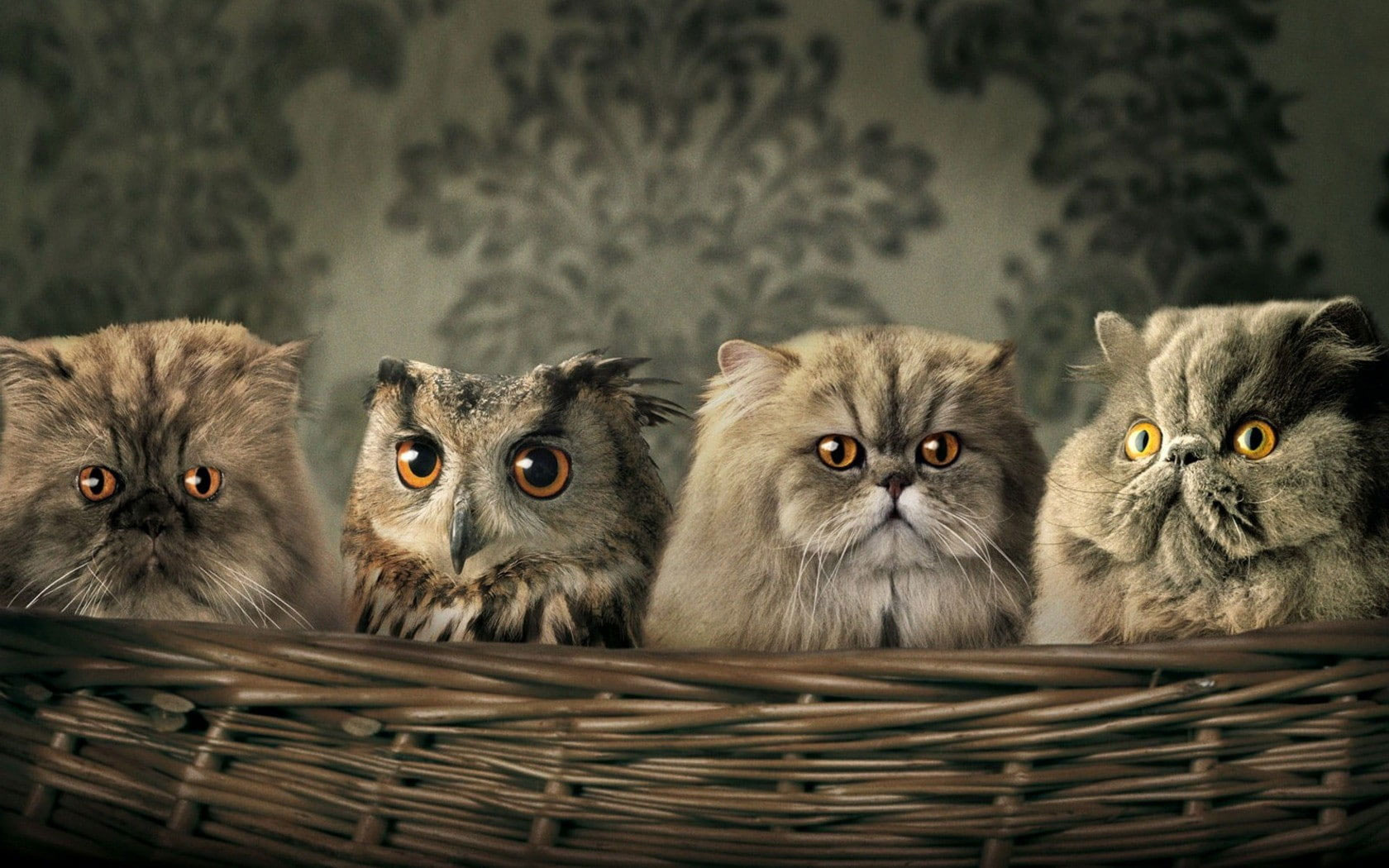 Funny Cute Animals Wallpaper, HD Background, Best