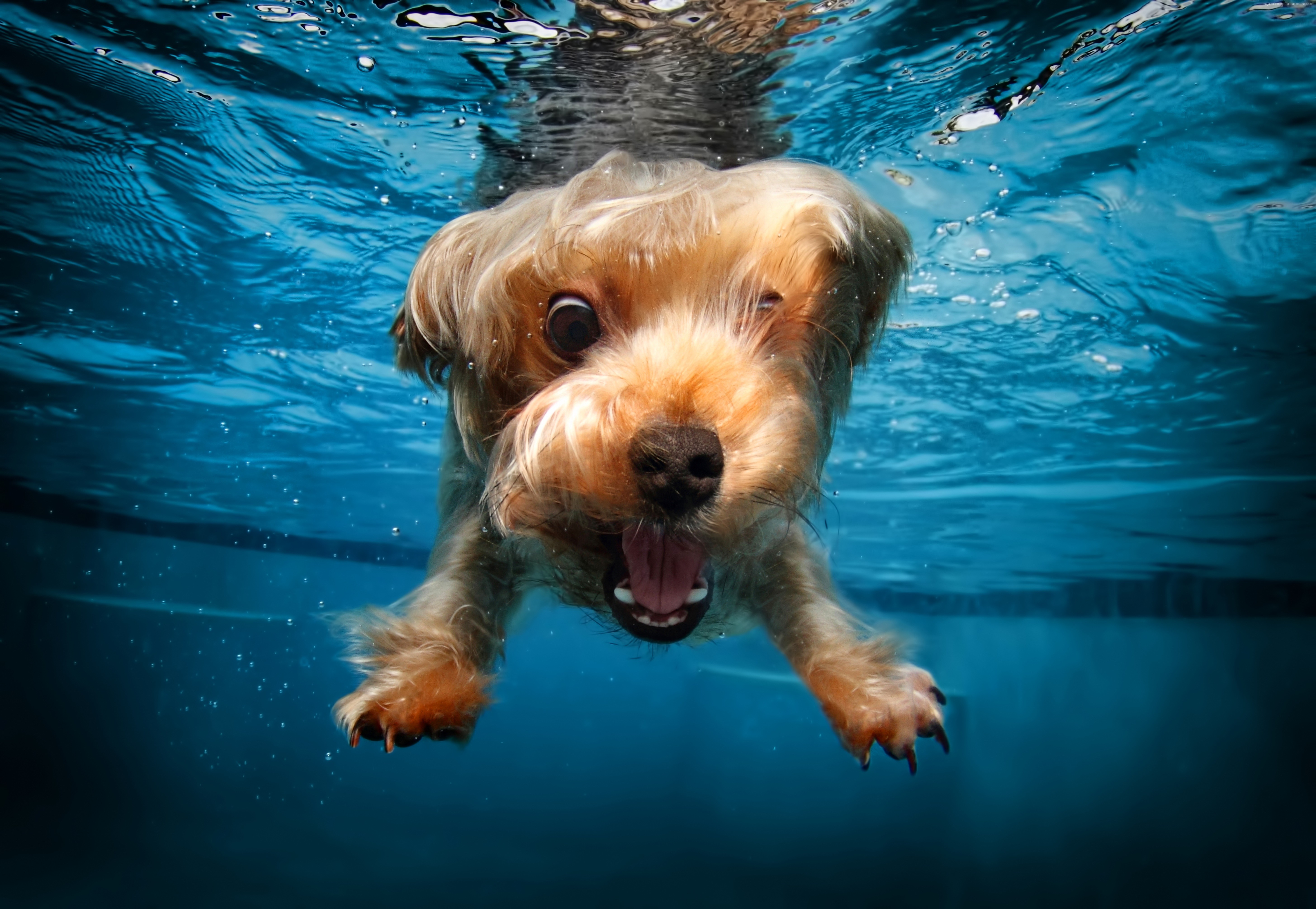 cute animals, terrier, funny, dog, underwater Gallery HD Wallpaper