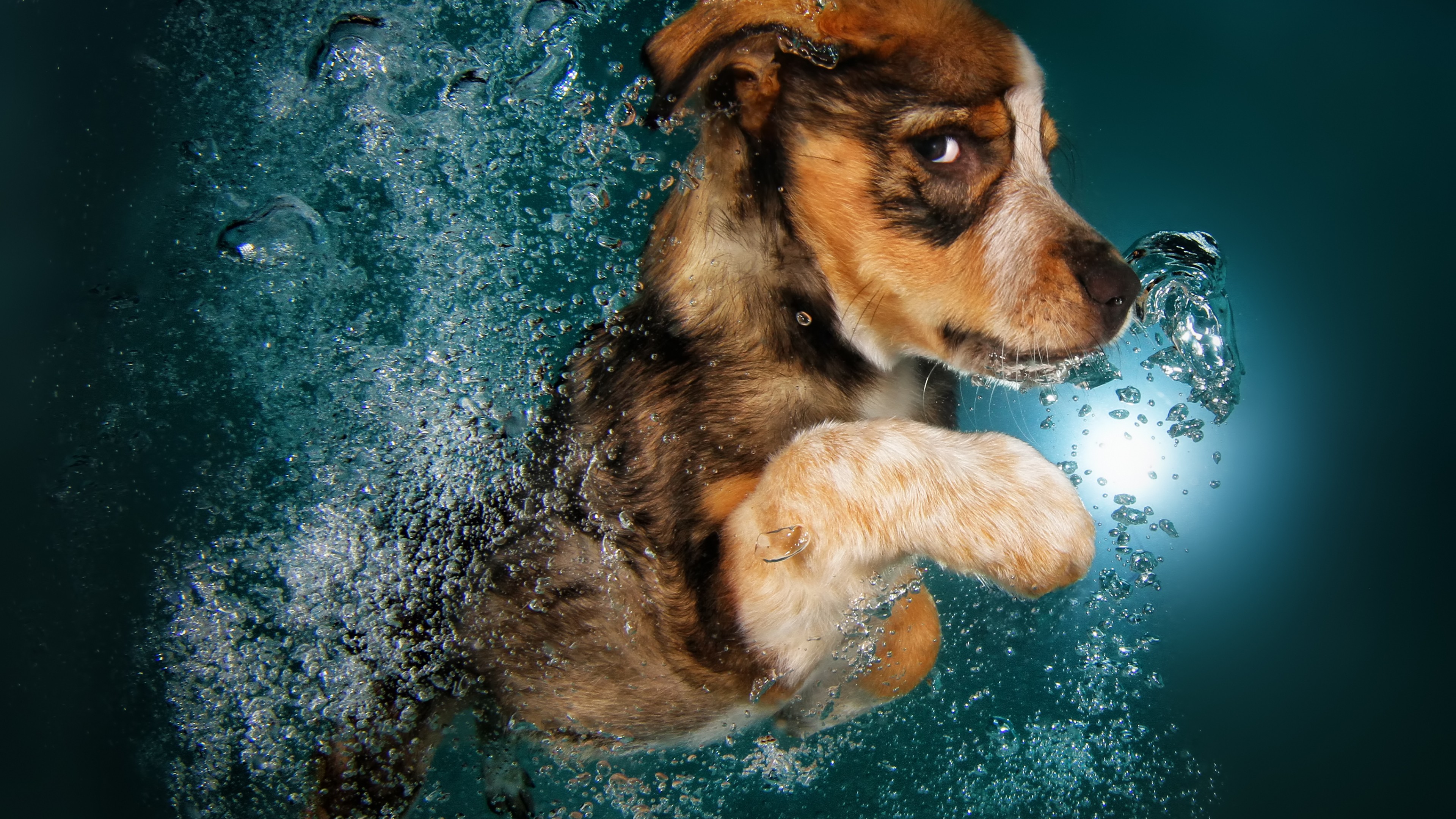 Wallpaper / Border Collie, dog, underwater, cute animals, funny free download
