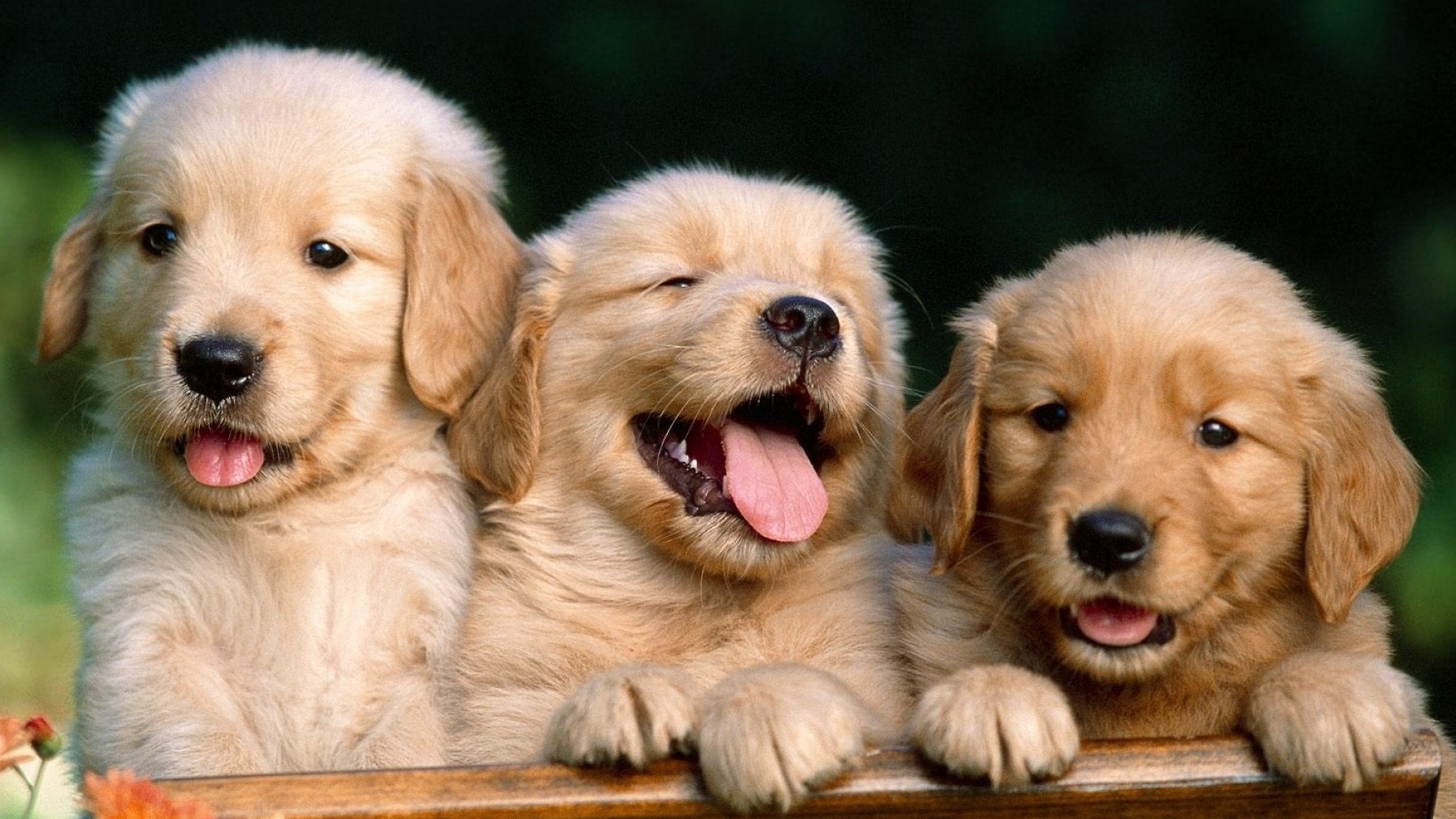 Cute Animals Photo on Tumblr