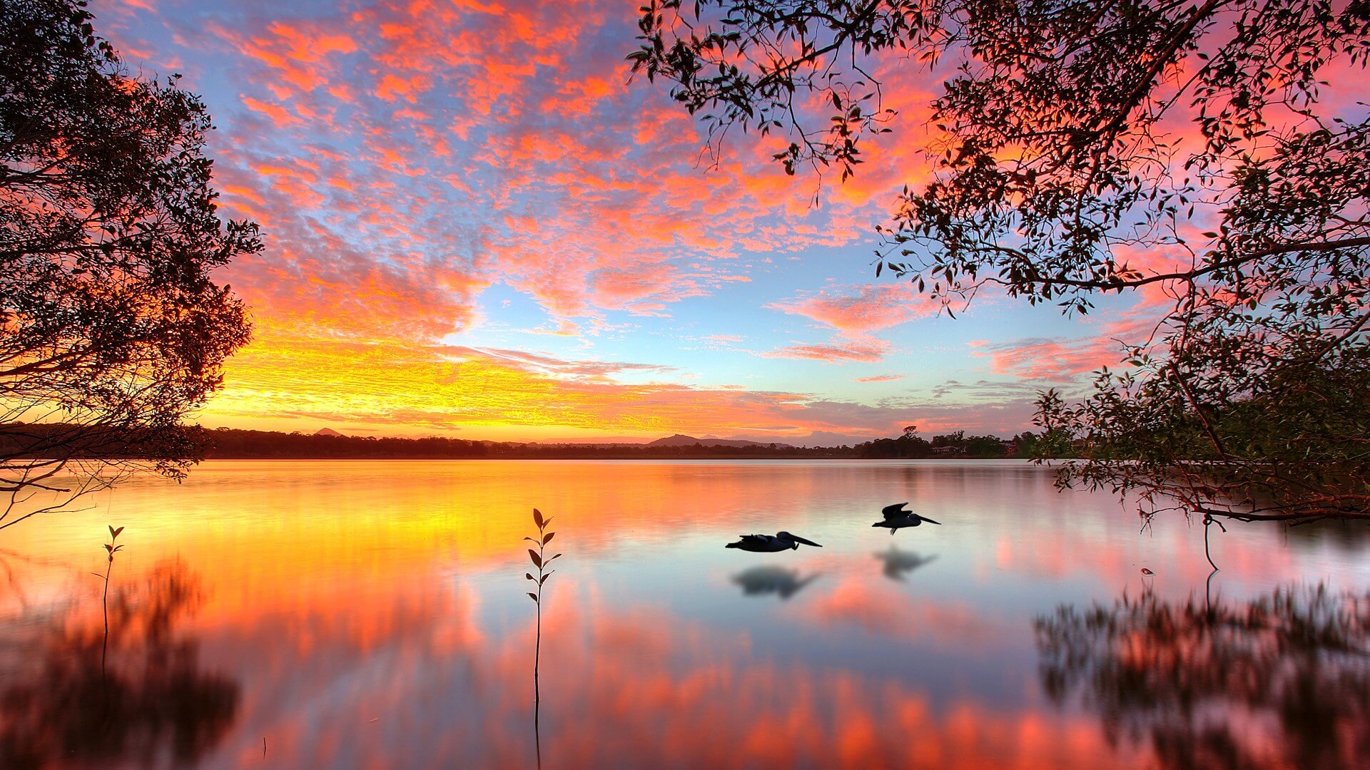 Lake Doonella Noosa Heads Queensland Australia Wallpaper