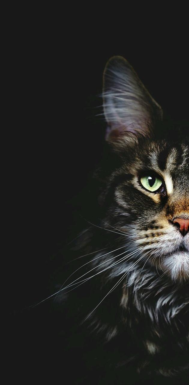 Majestic Cat Wallpapers - Wallpaper Cave