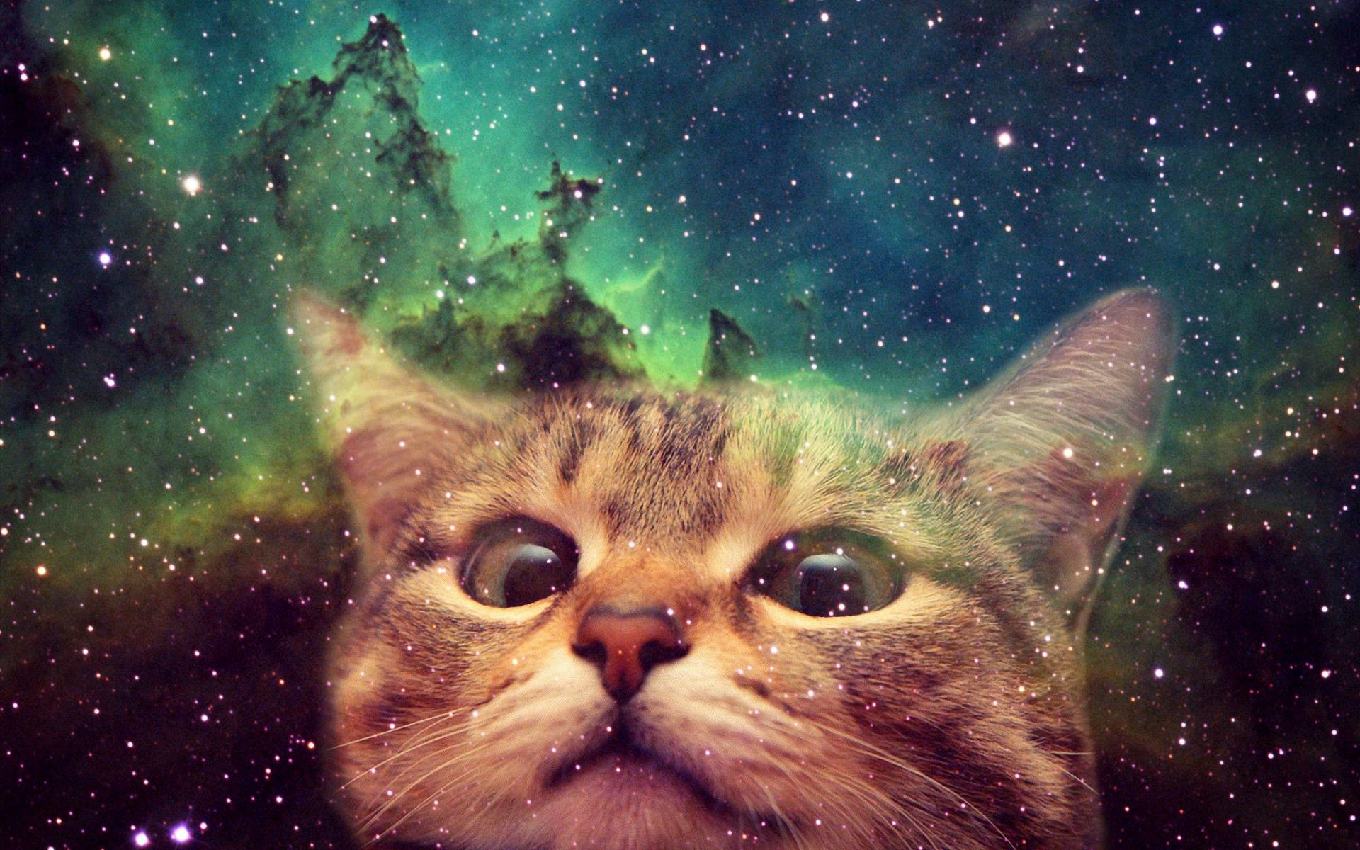 Space Cat Wallpaper. Background. Photo. Image