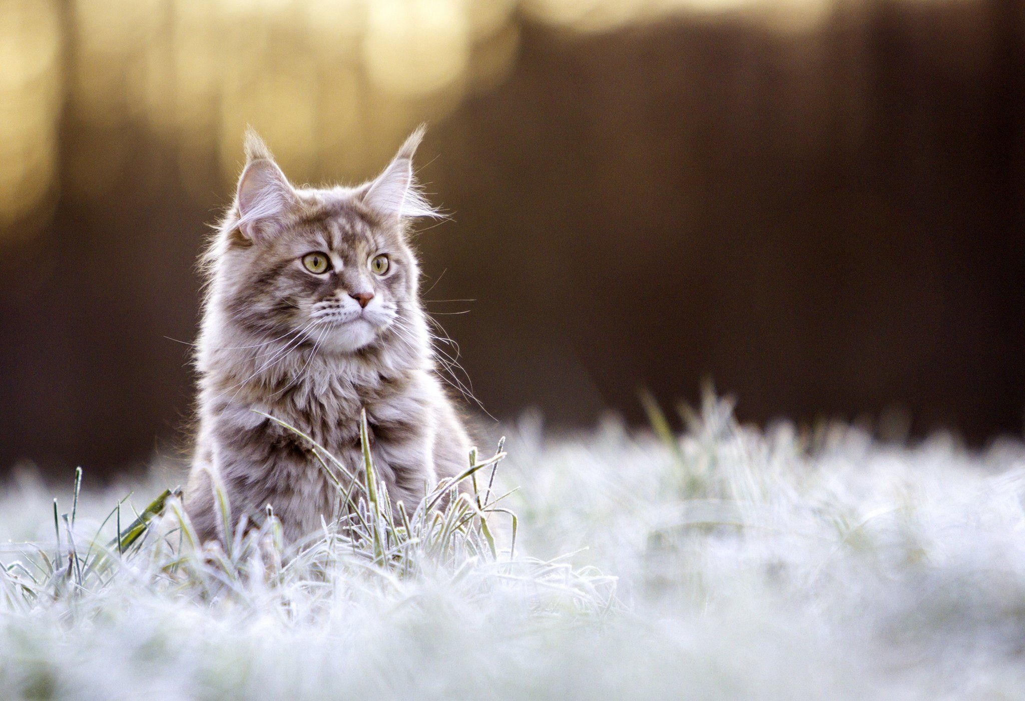 Maine Coon Cat Wallpaper