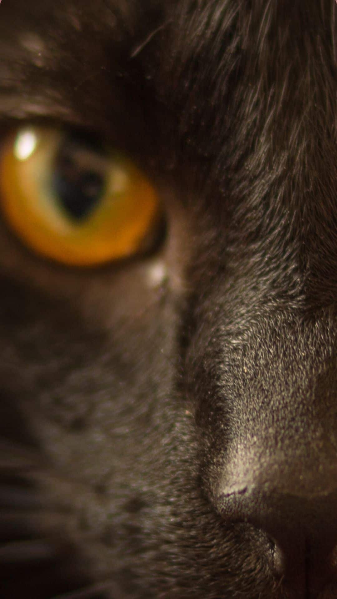 Black Cat Wallpaper For iPhone Photograph Black Shelter Cats