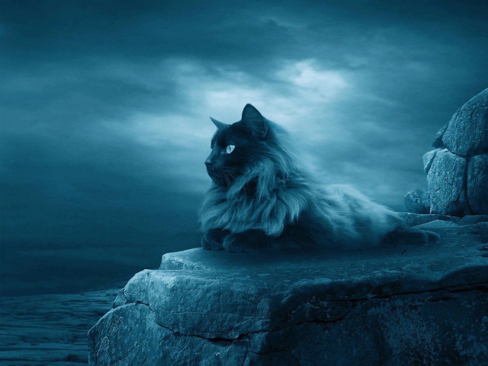 Calm Cat Wallpaper. Free HD Lunar Cat Download