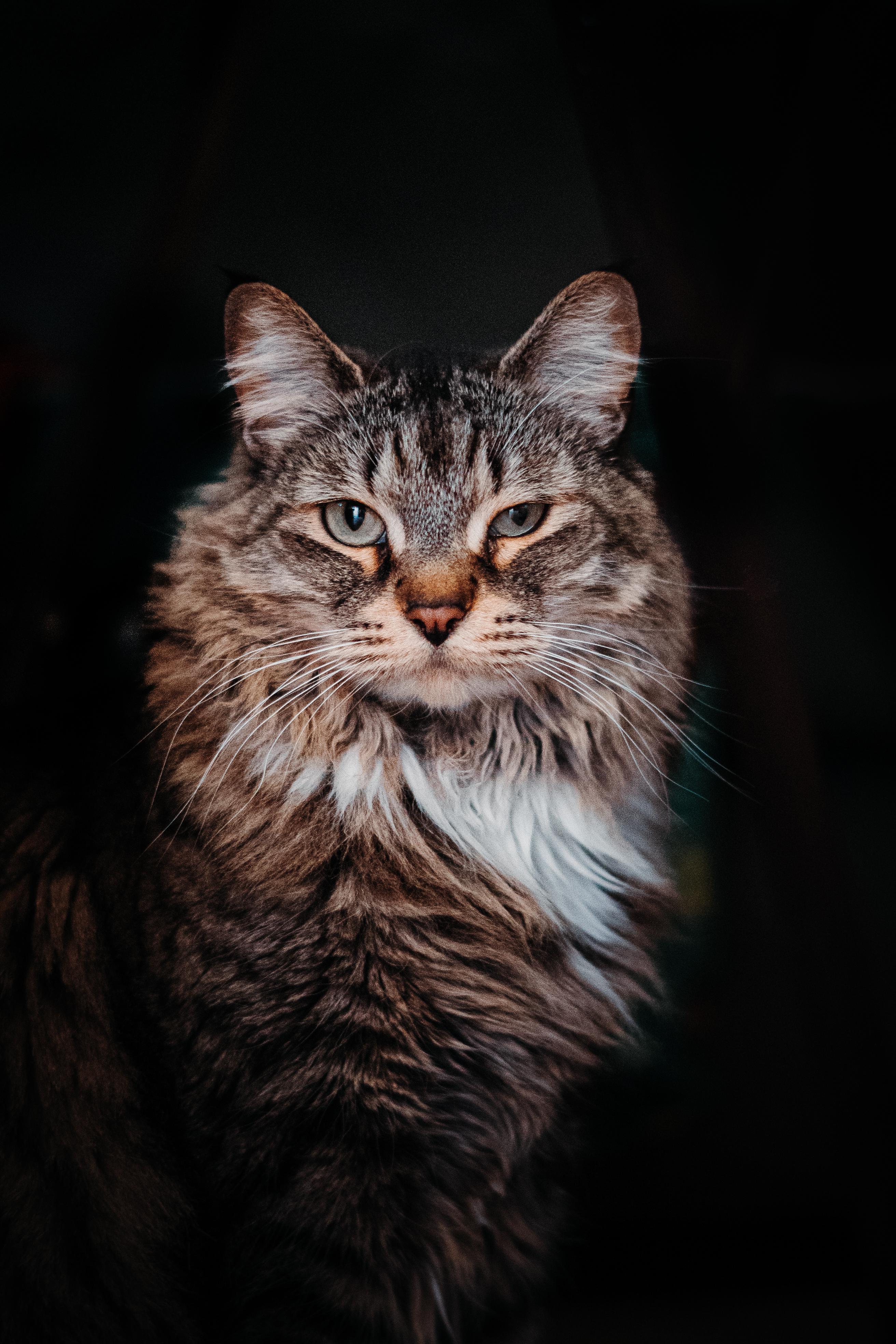 Majestic Cat Wallpapers - Wallpaper Cave