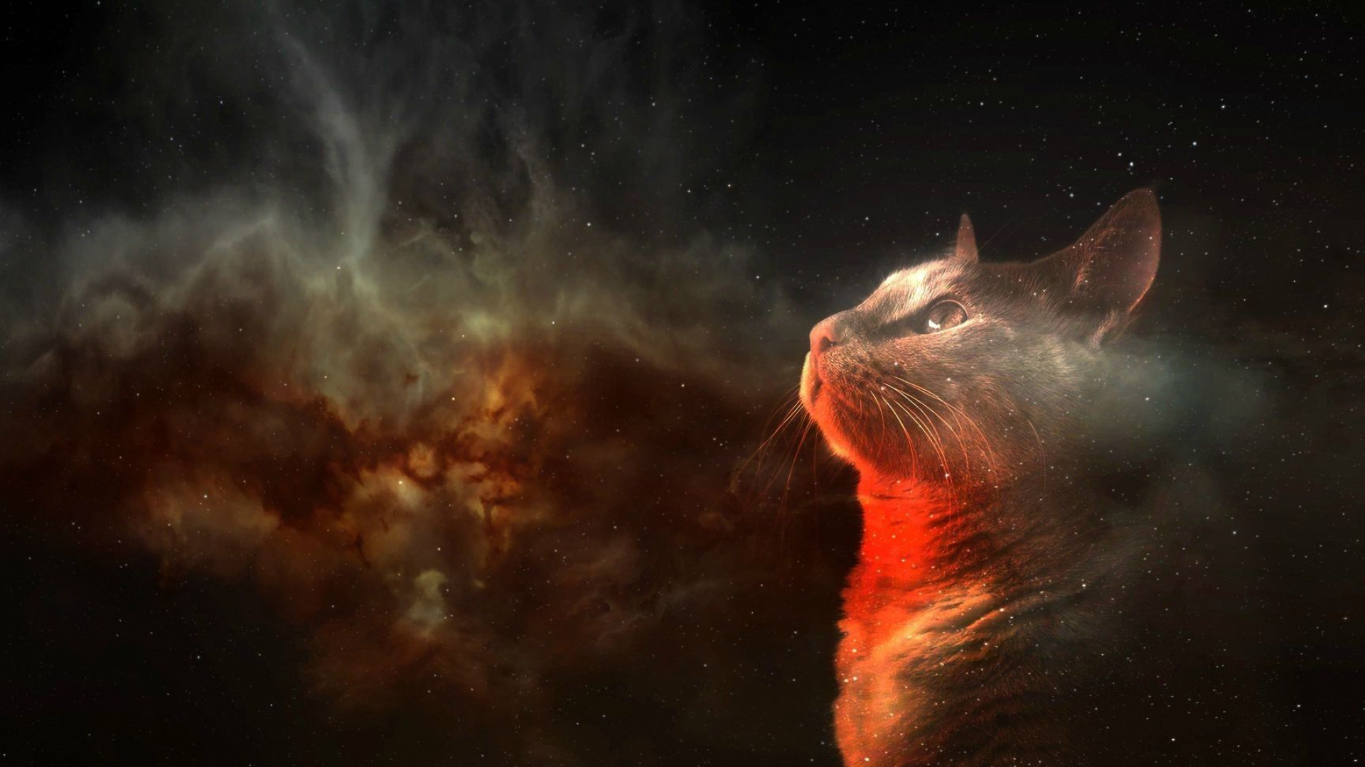 Space Kitty Wallpaper and Background 4K, HD, Dual Screen