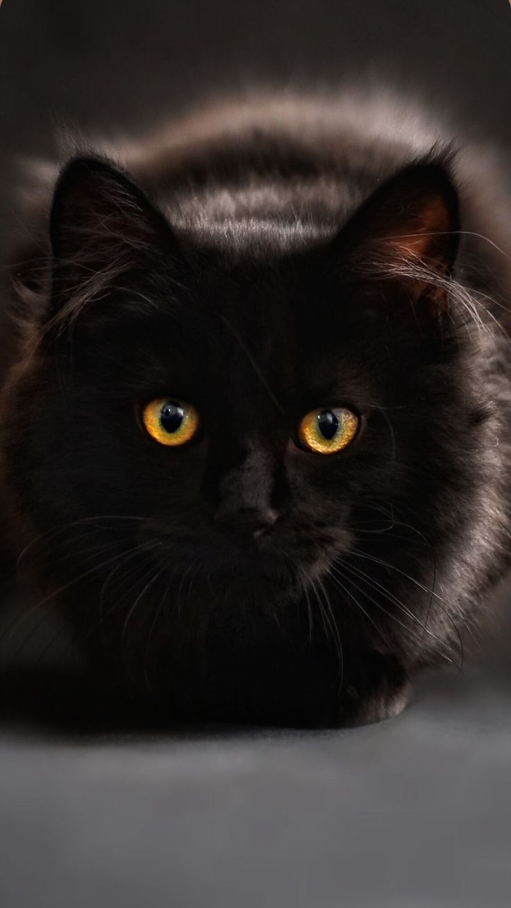 iPhone Pretty Black Cats Wallpaper. Black cat picture, Black cat aesthetic, Cat aesthetic