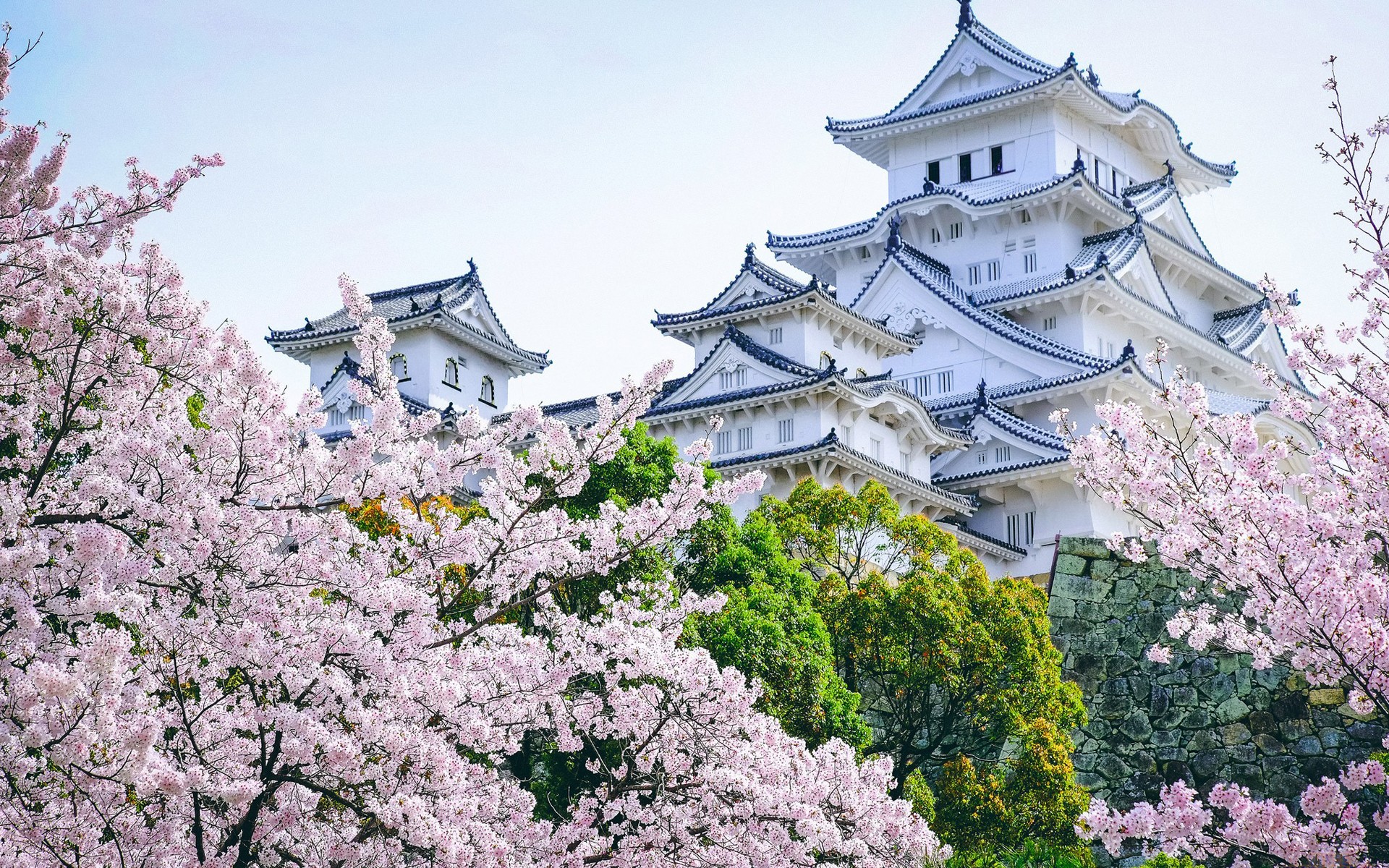 castle, landscape, Asian architecture, cherry blossom, Himeji Castle Gallery HD Wallpaper