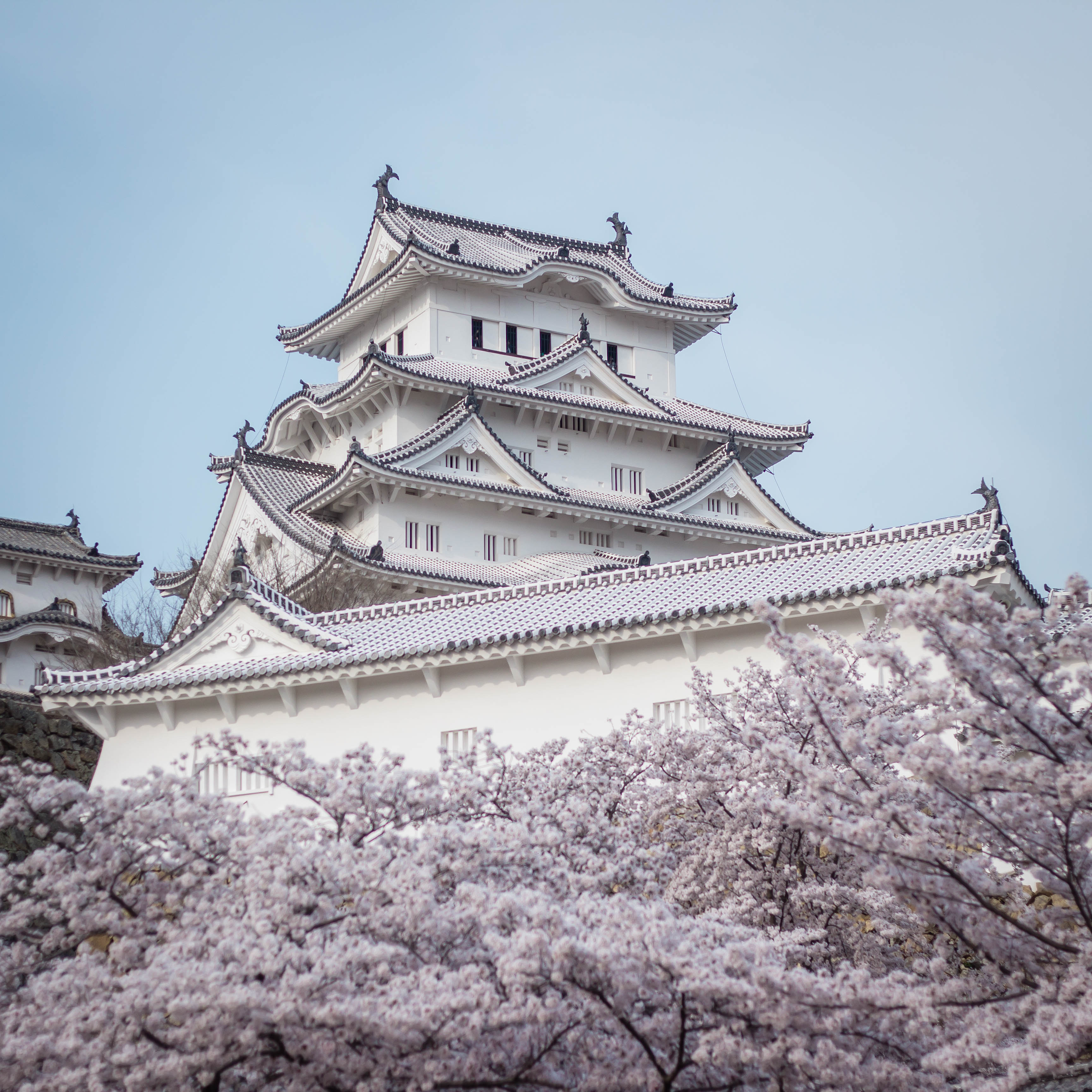 Photo of Himeji Castle Behind White Cherry Blossoms · Free