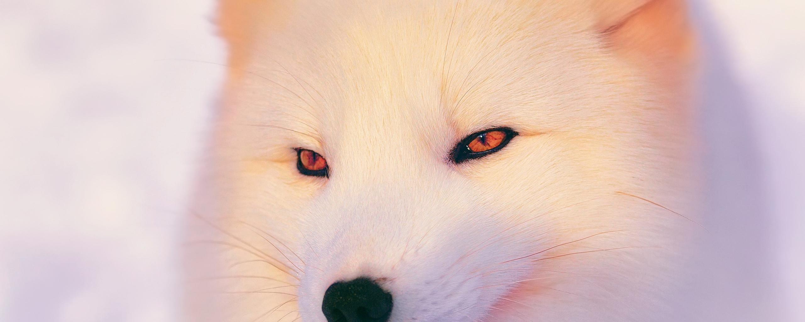 Arctic Fox Wallpaper white animal