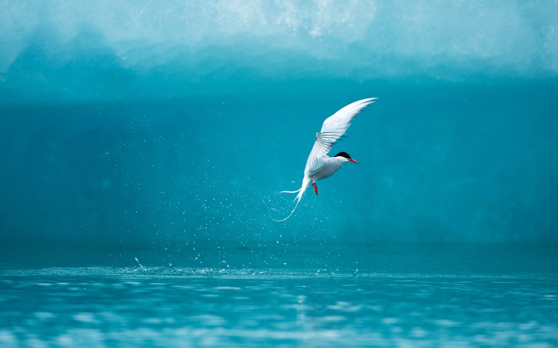 Wallpaper 4k Arctic Tern Wallpaper