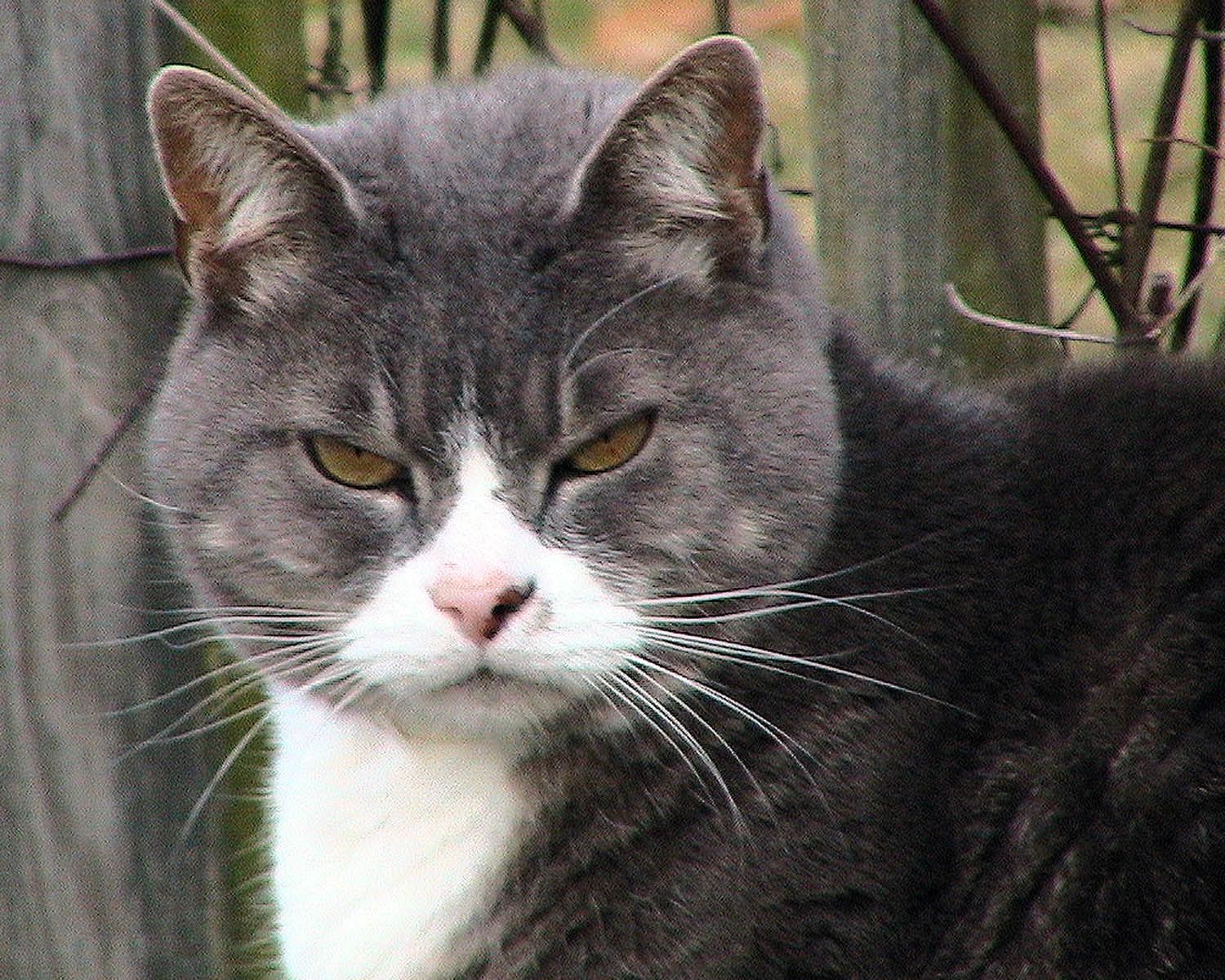 Grey and white tabby cat