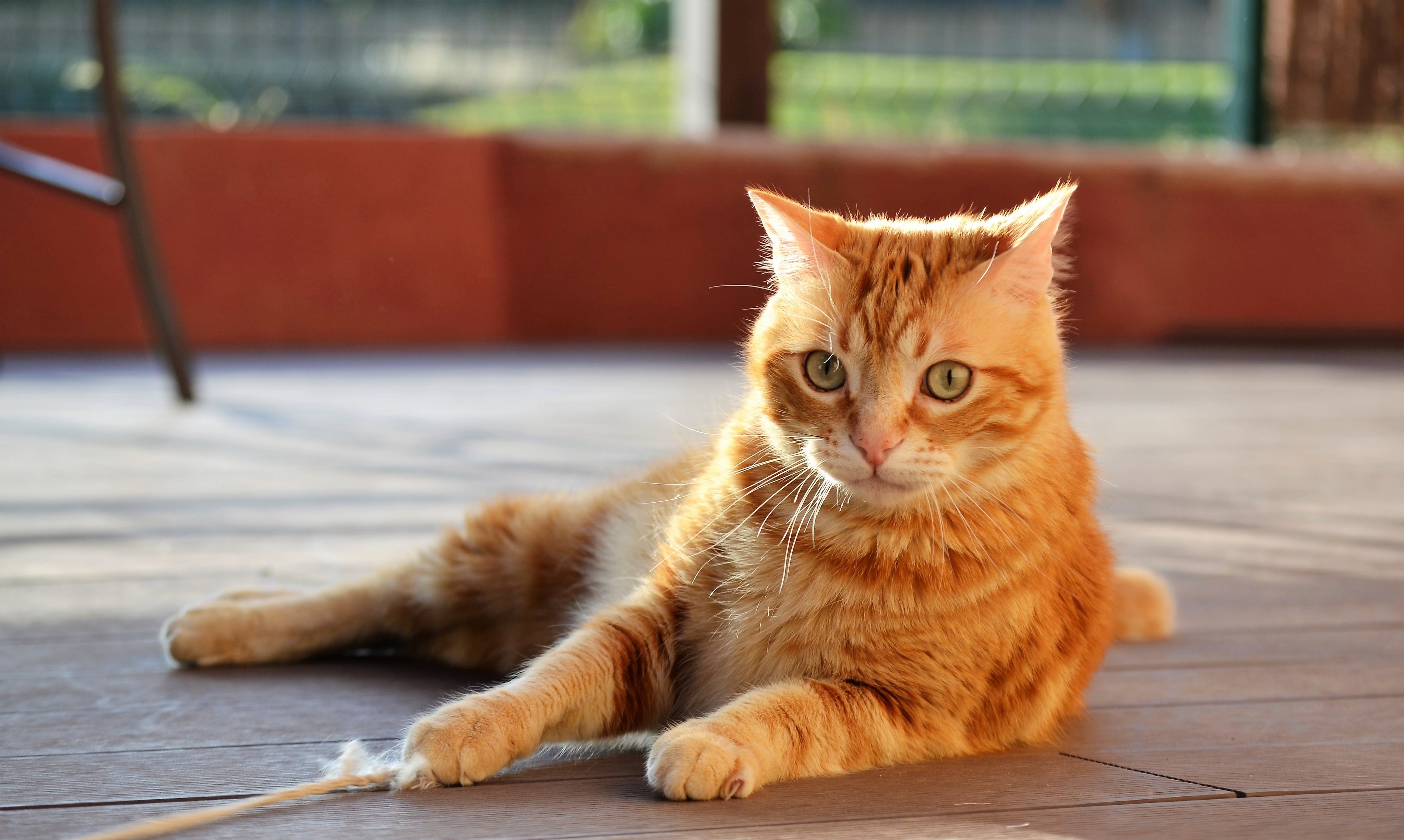4K, Cats, Lying down, Ginger color, Paws, Glance Gallery HD Wallpaper