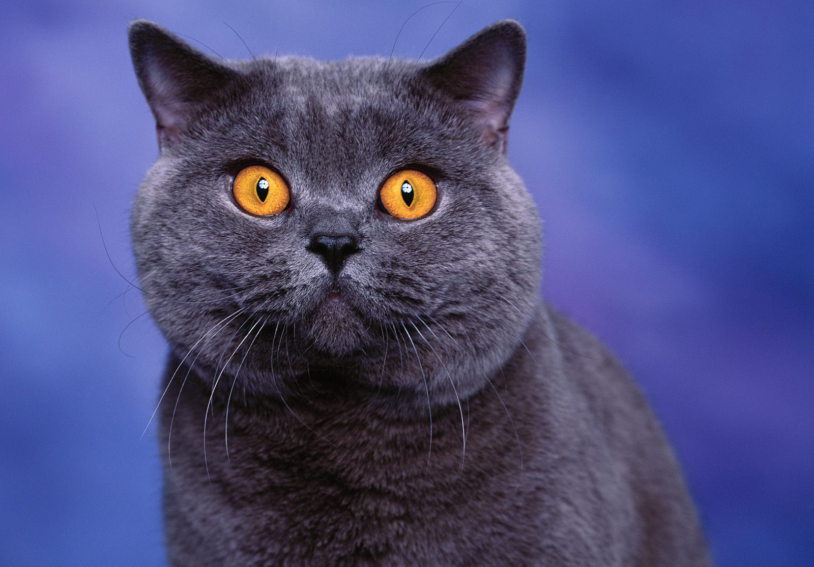 Wallpaper, Asian, fur, kittens, whiskers, Russian Blue, Black Cat, British shorthair, eye, close up, cat like mammal, snout, small to medium sized cats, carnivoran, domestic short haired cat, chartreux, korat, bombay