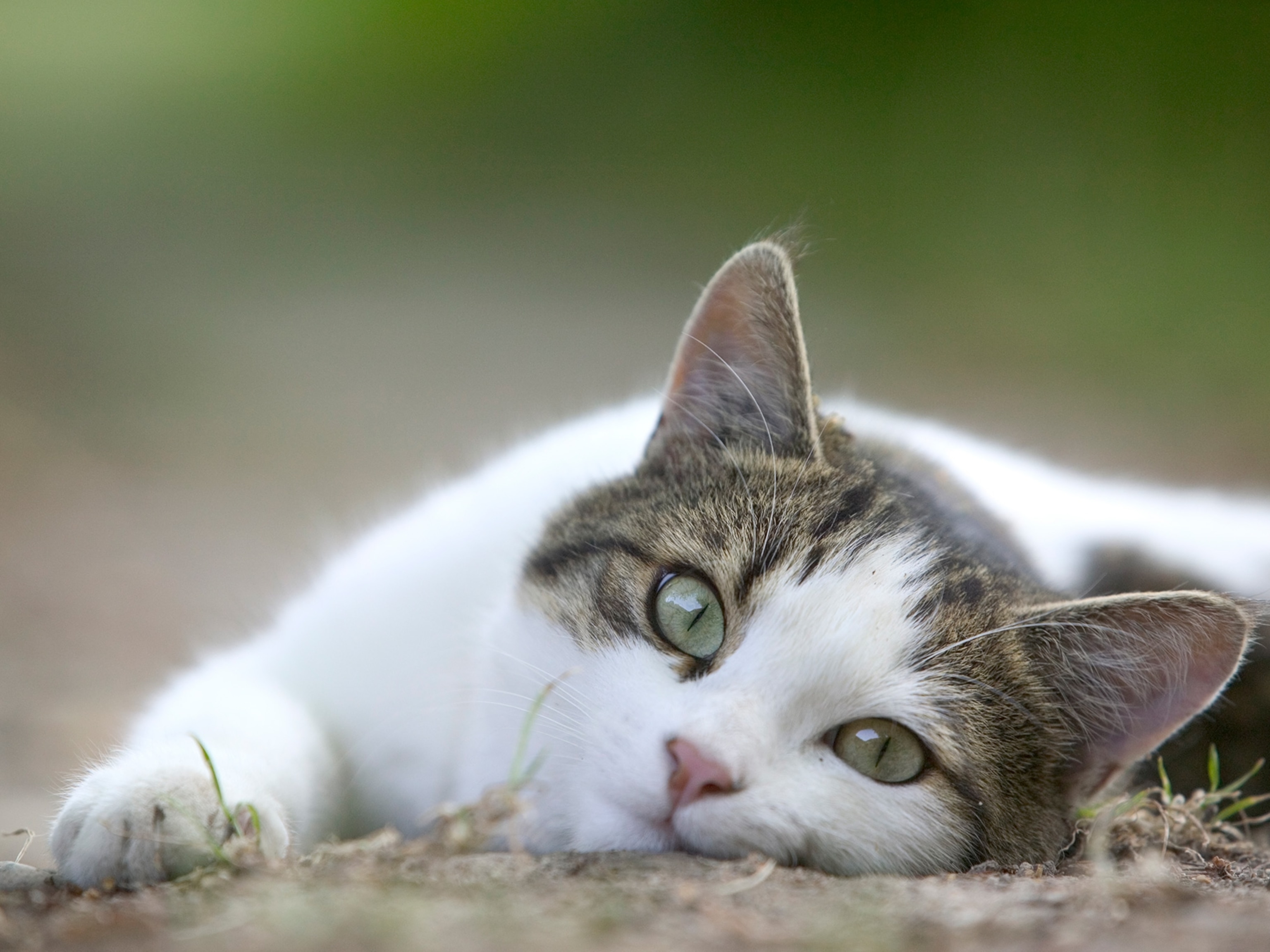 Here's why cats hate belly rubs so much