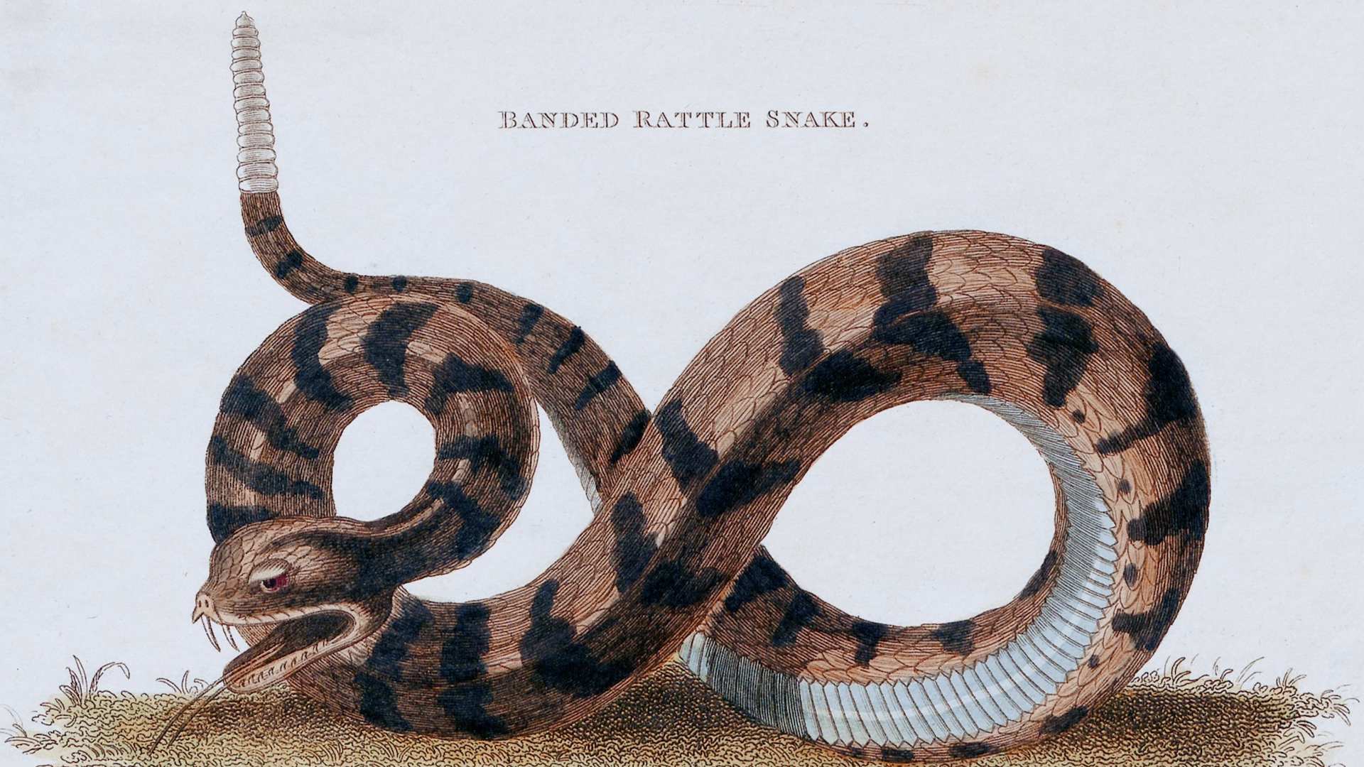 How Benjamin Franklin's “Join, or Die” Imagery Has Been Remixed, Reused, and Reappropriated