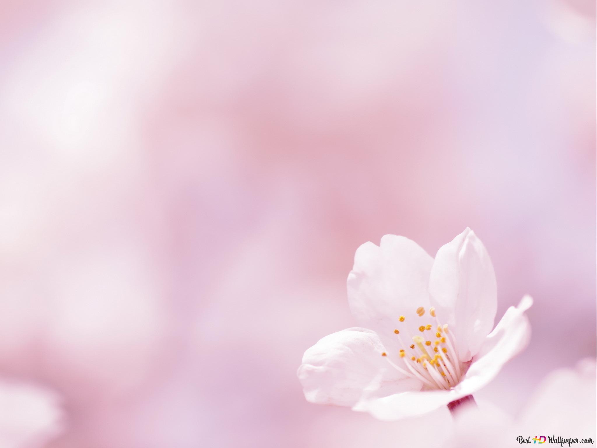 Nature pink background 2K wallpaper download