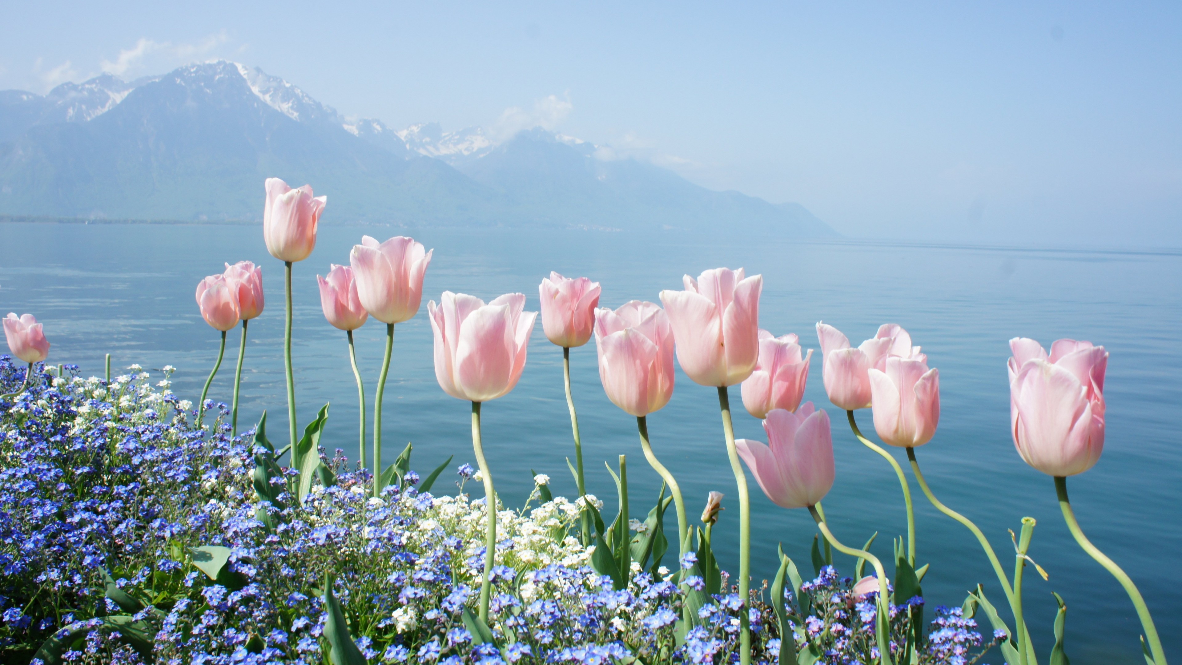 Wallpaper / tulip, 4k, HD wallpaper, spring flowers, mountains free download