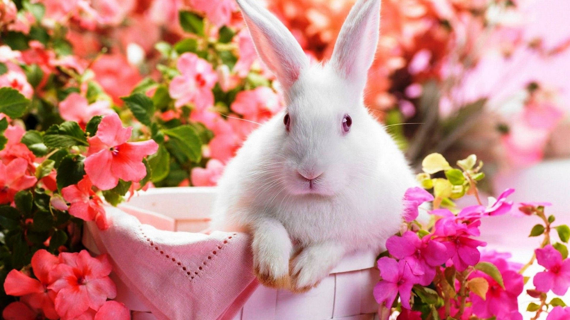 Download Cute Spring White Bunny Wallpaper