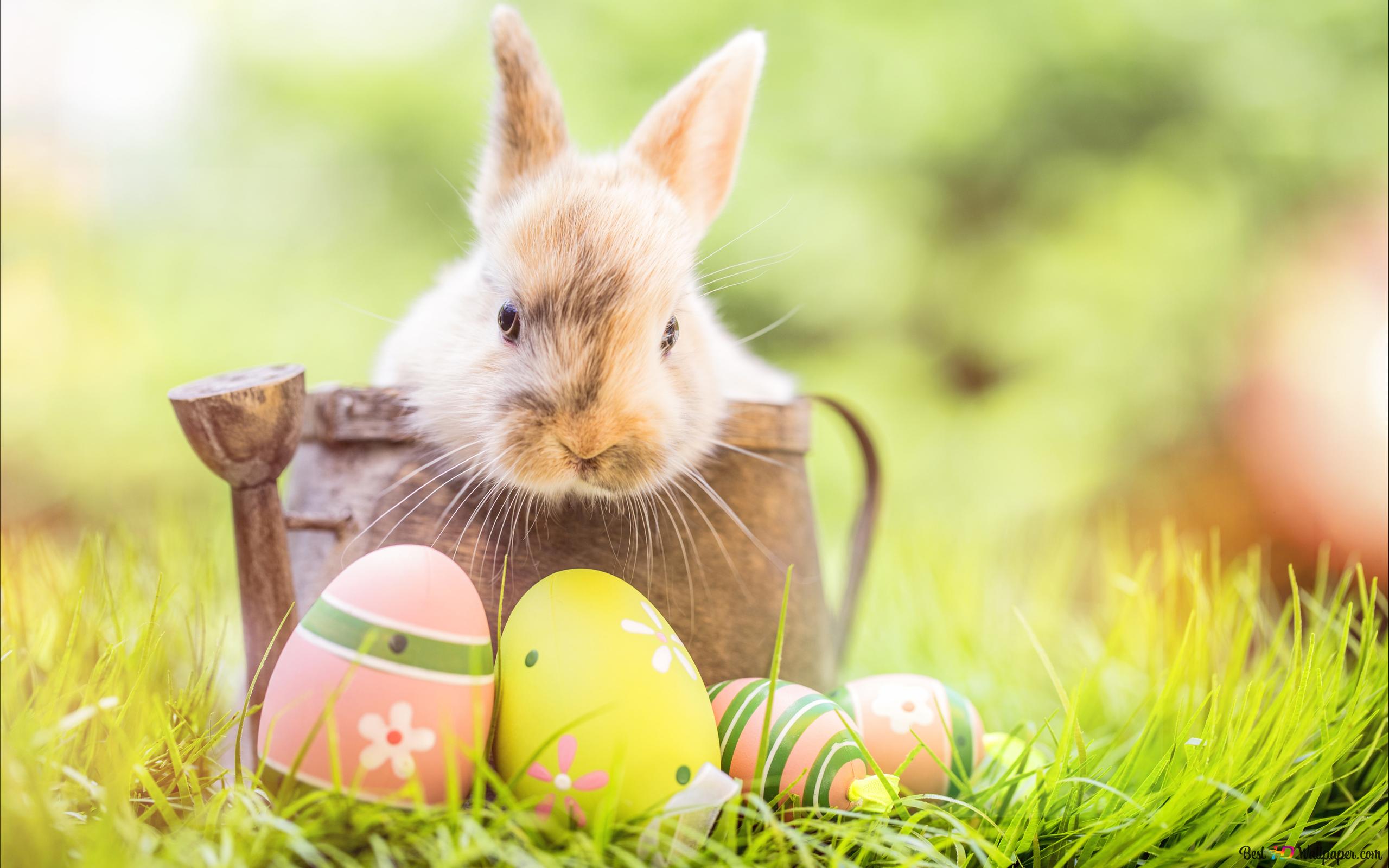Springs eggs with bunny 8K wallpaper download
