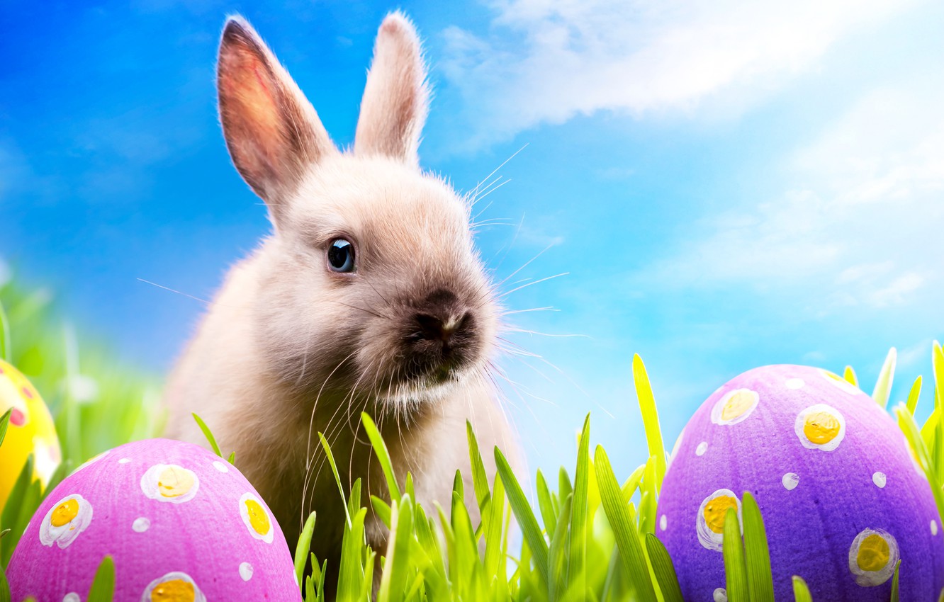 Wallpaper grass, eggs, spring, rabbit, meadow, Easter, grass, sunshine, rabbit, spring, blue sky, eggs, easter, bunny, meadow image for desktop, section праздники