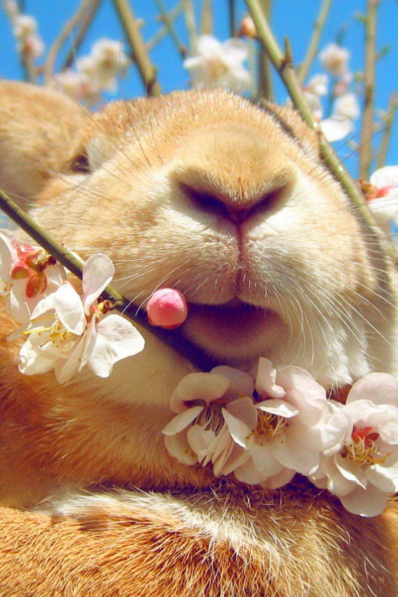 Download Wallpaper 800x1200 Rabbit, Face, Flowers, Spring Iphone 4s 4 For Parallax HD Background