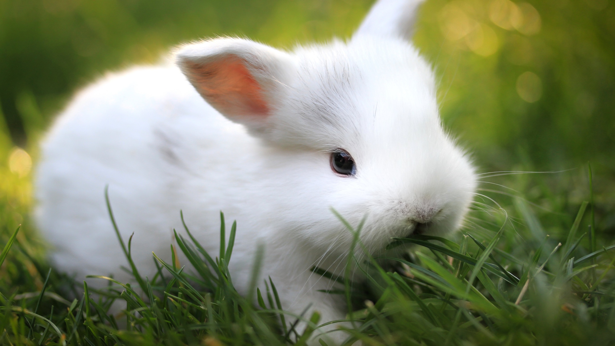 Spring Bunny, High Definition, High Quality, Widescreen