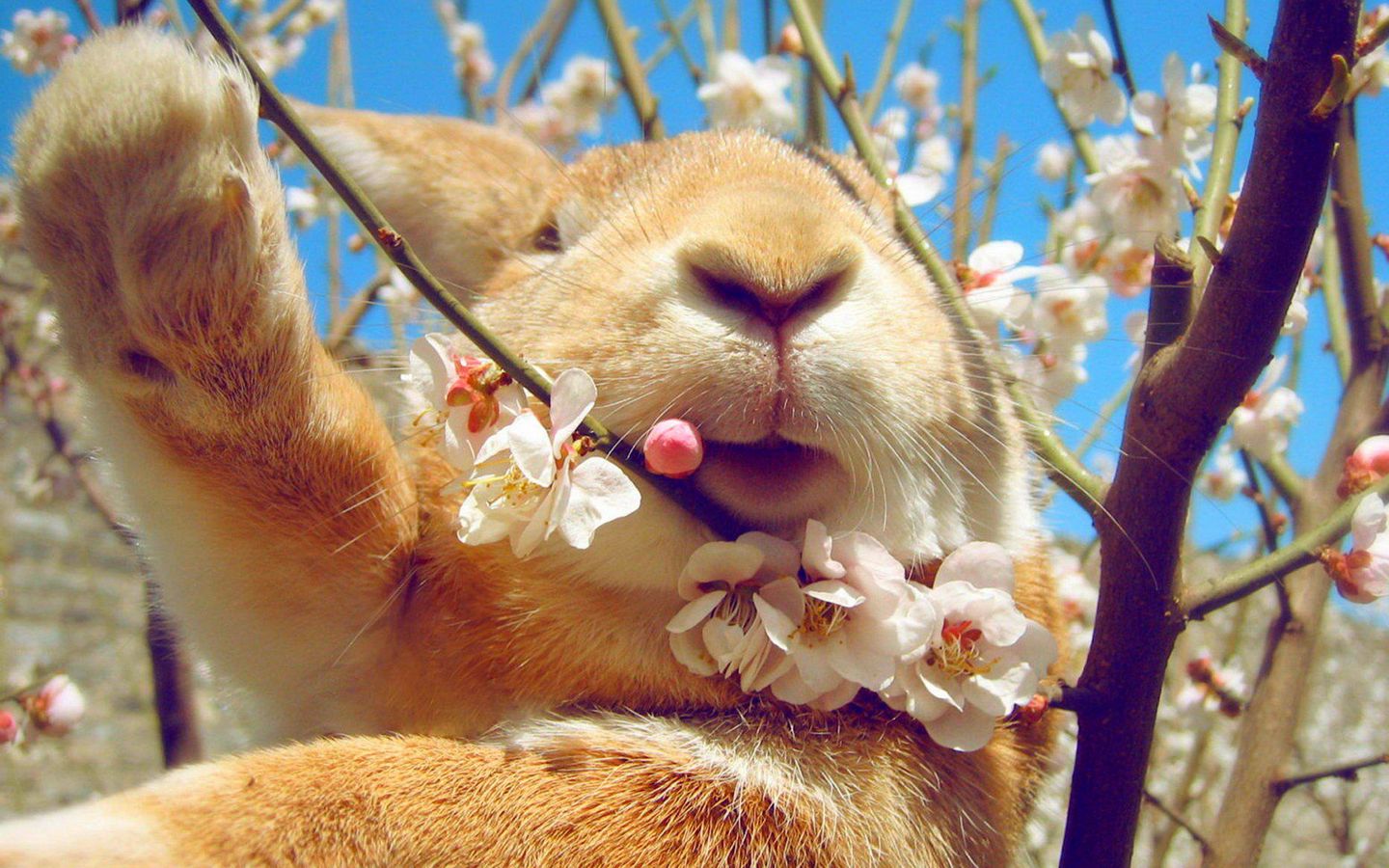 Download wallpaper 1440x900 rabbit, face, flowers, spring widescreen 16:10 HD background