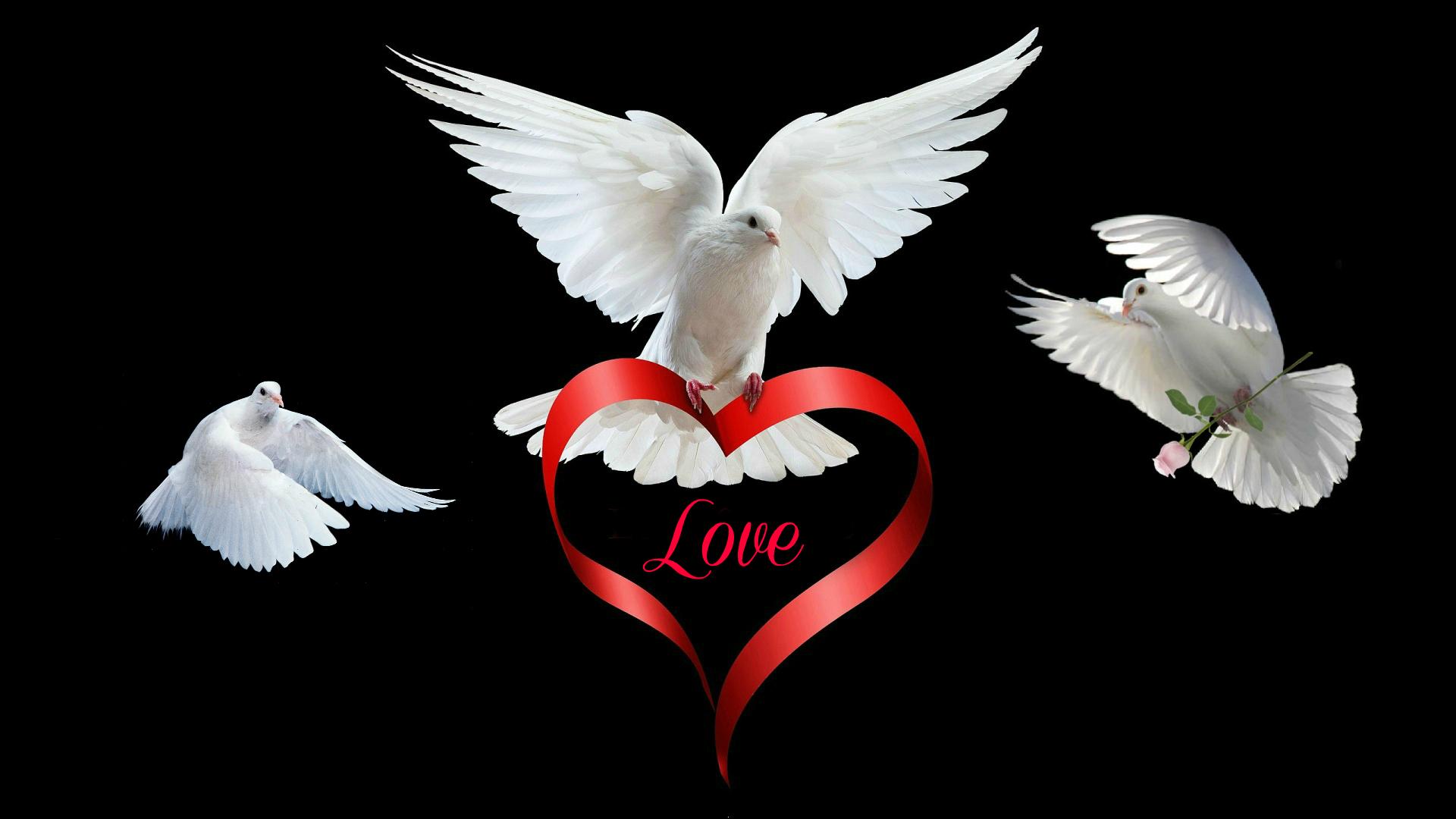 Download Bird love valentines day special HD wallpaper and emotion for your mobile cell phone
