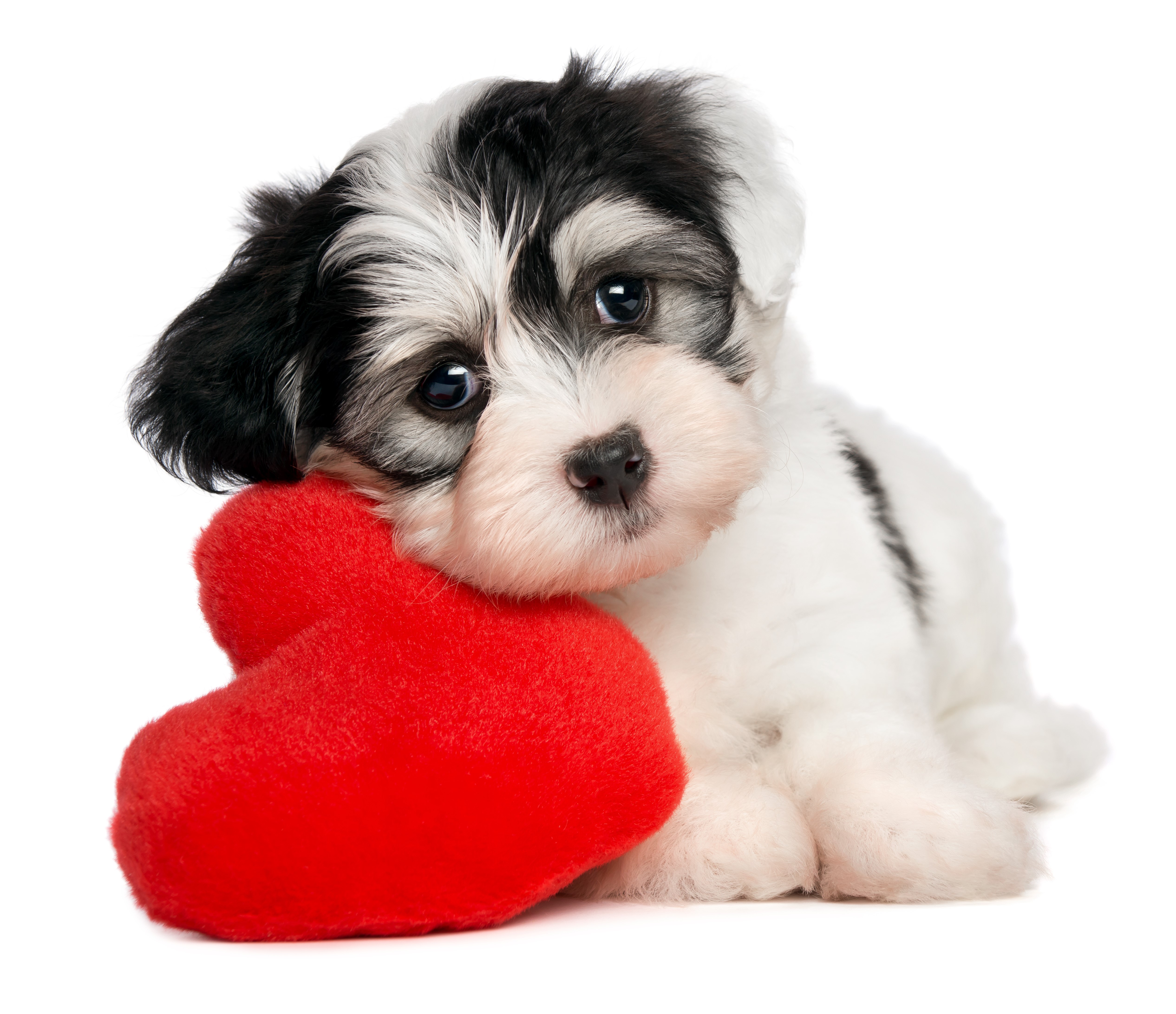 4K, 5K, Valentine's Day, Dogs, White background, Puppy, Heart, Glance Gallery HD Wallpaper