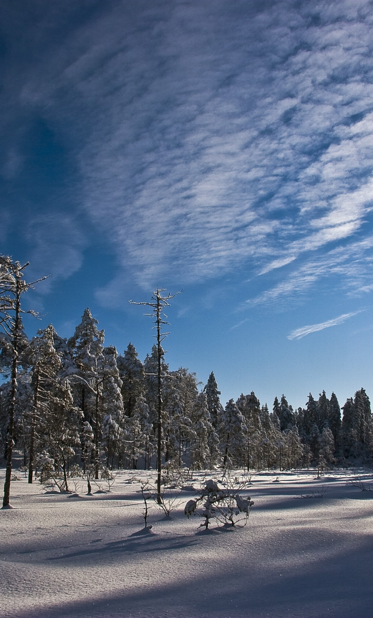 Download wallpaper 1280x2120 sunny day, winter, trees, blue sky, forest, iphone 6 plus, 1280x2120 HD background, 5875